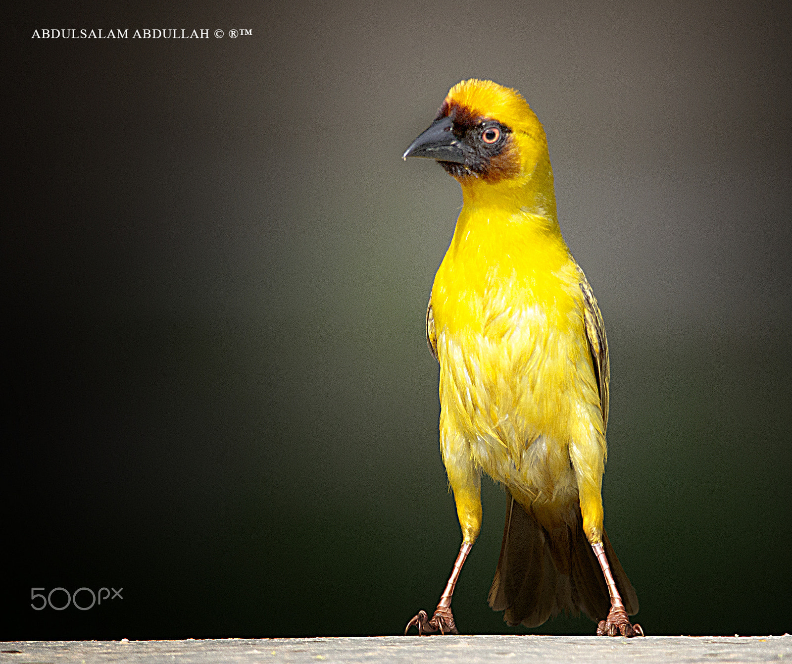 Sigma 150-500mm F5-6.3 DG OS HSM sample photo. Rueppell’s weaver photography