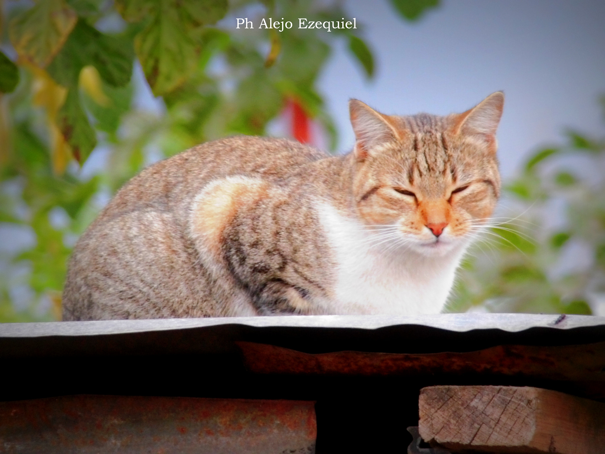 JK KODAK PIXPRO AZ651 sample photo. Gatito photography