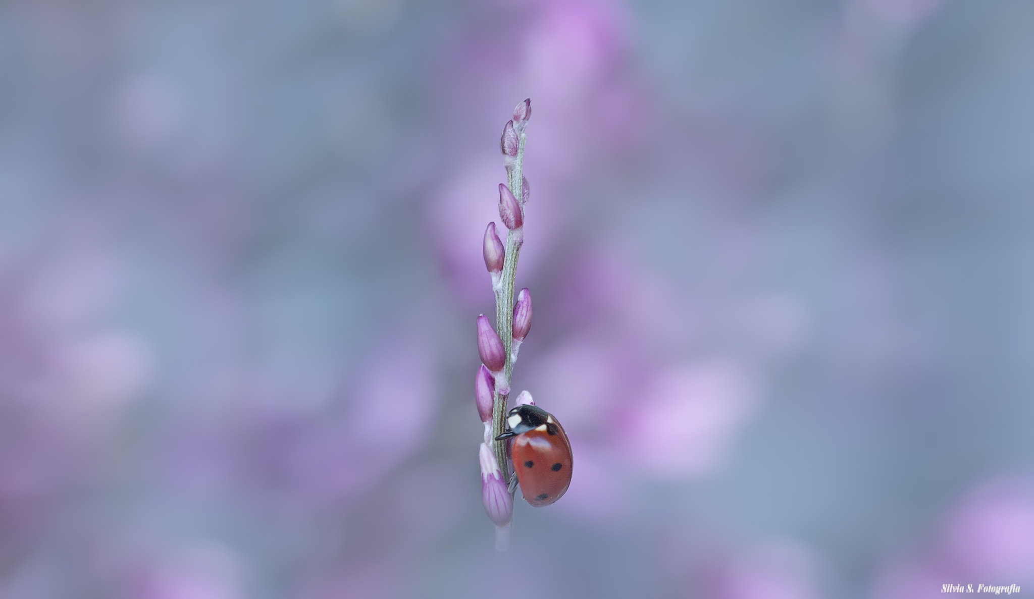 Sigma 105mm F2.8 EX DG OS HSM sample photo. Pink and blue bokeh... photography