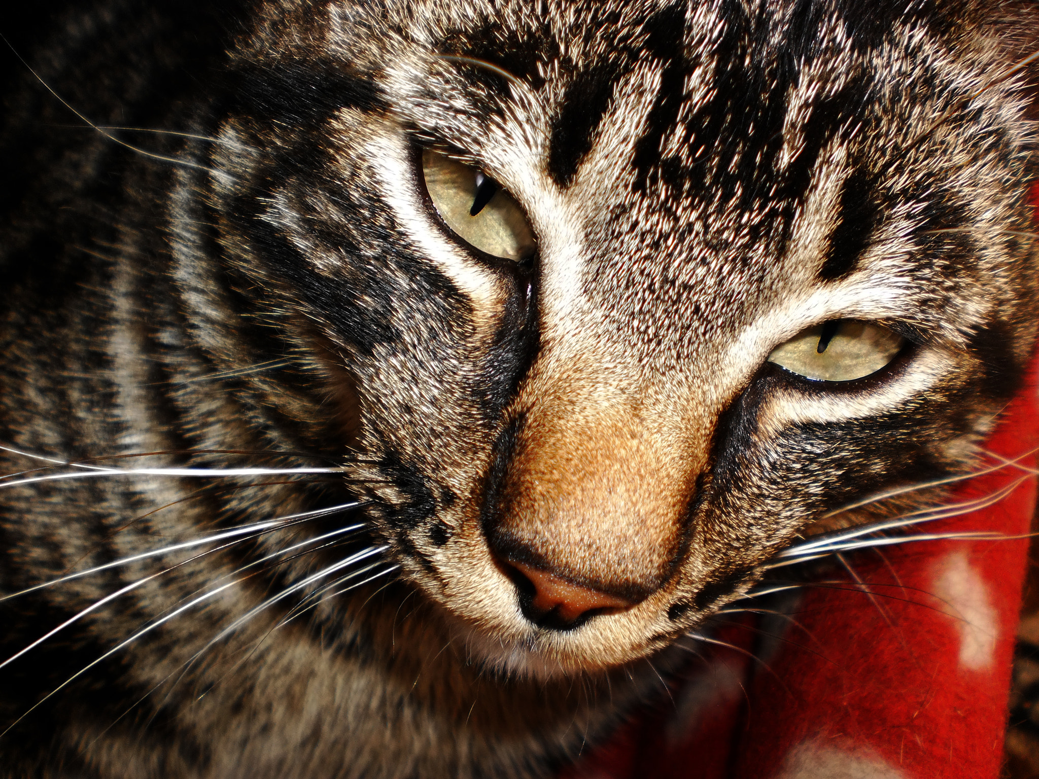Olympus T105,T100,X36 sample photo. My cat photography