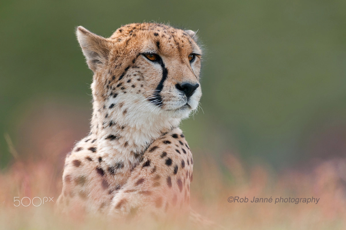 Nikon D300 + Nikkor 500mm f/4 P ED IF sample photo. Cheetah on fire photography