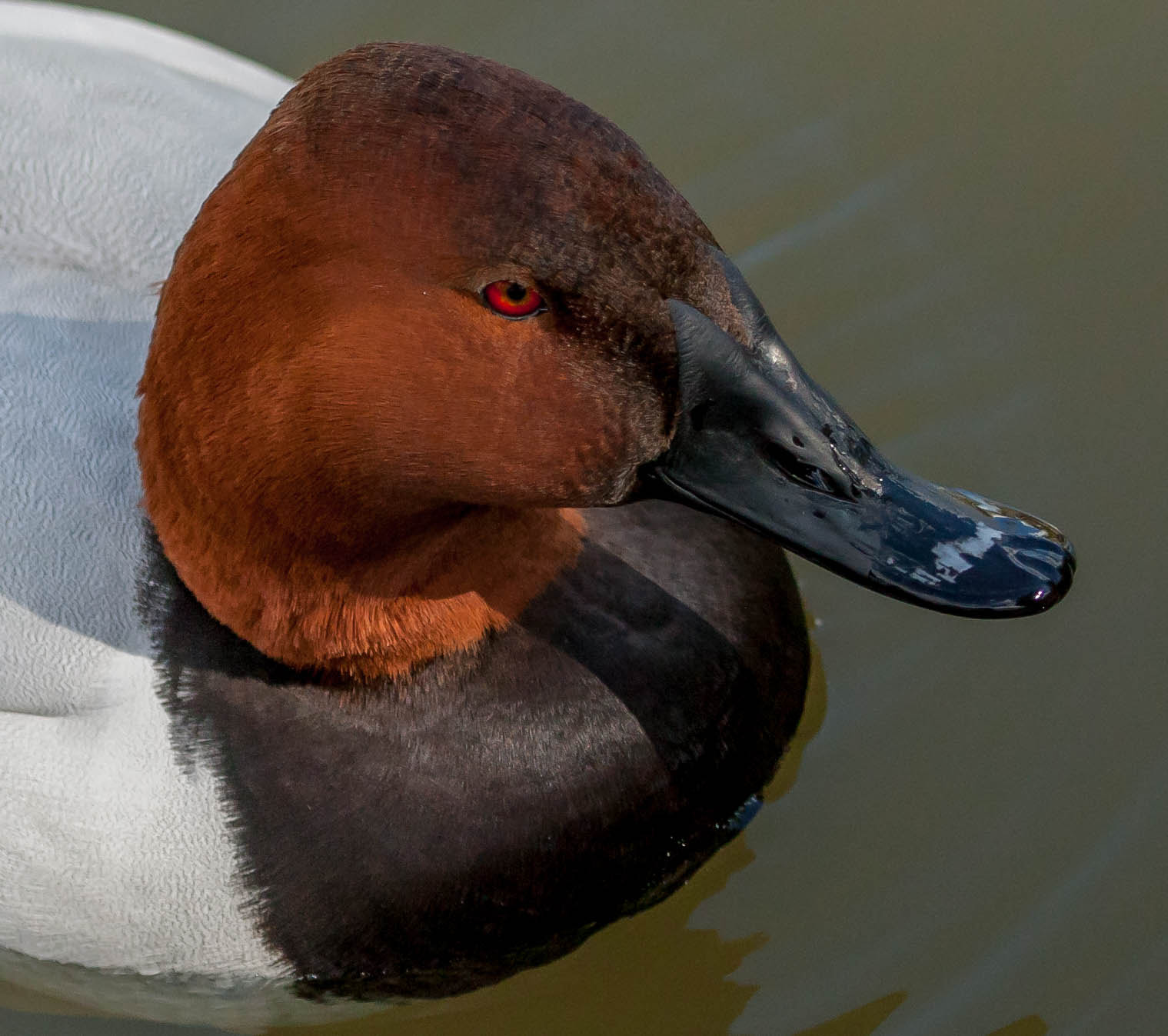 Canon EOS-1D Mark III + Canon EF 100-400mm F4.5-5.6L IS USM sample photo. Redhead duck photography