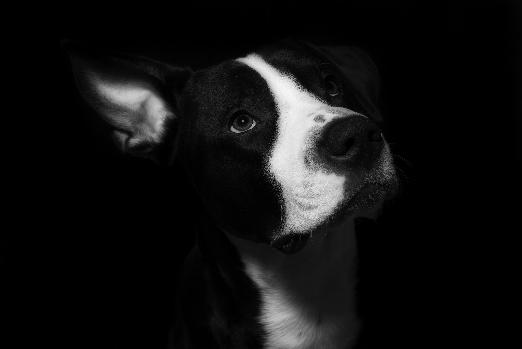 Sigma 50mm F1.4 EX DG HSM sample photo. Vox photography