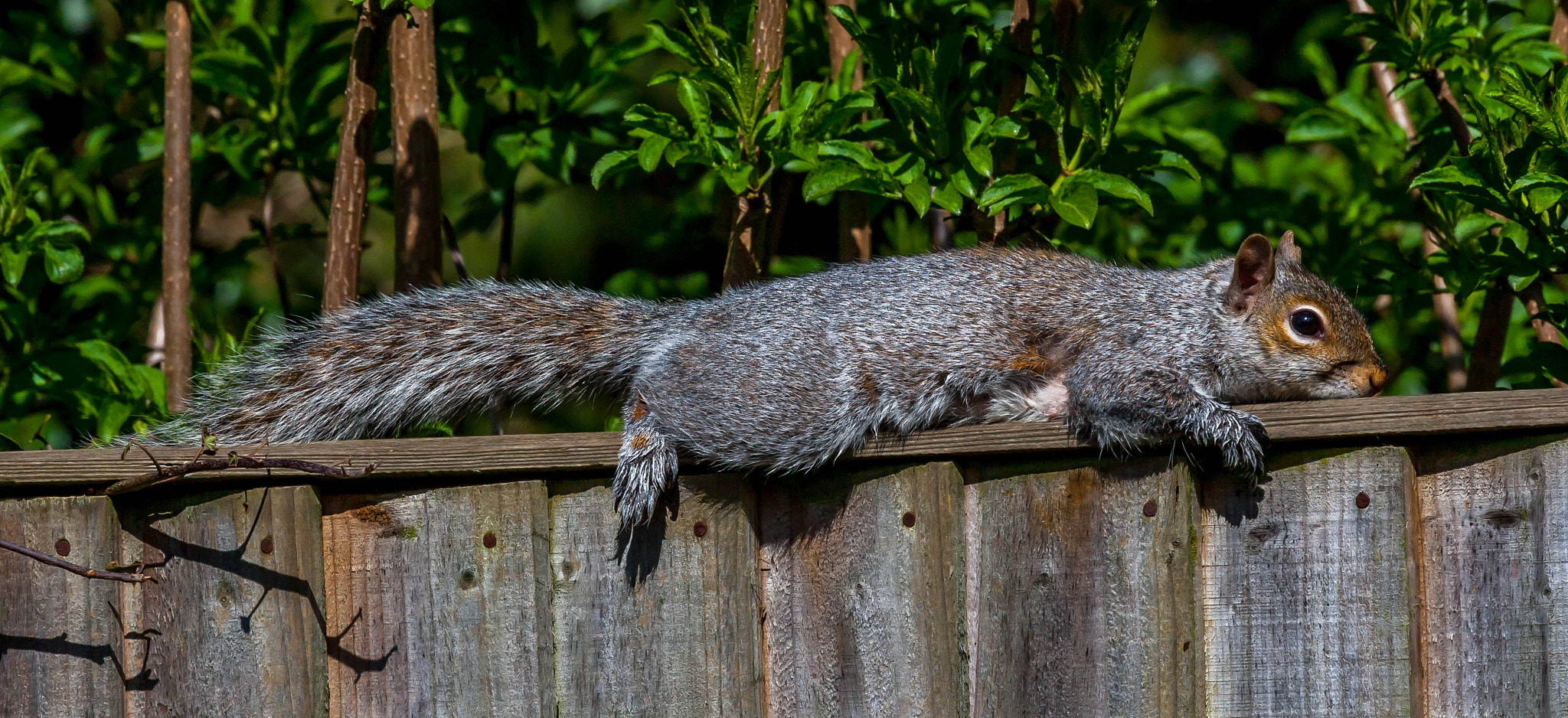 Canon EOS-1D Mark III + Canon EF 100-400mm F4.5-5.6L IS USM sample photo. Sun bathing squirrel photography