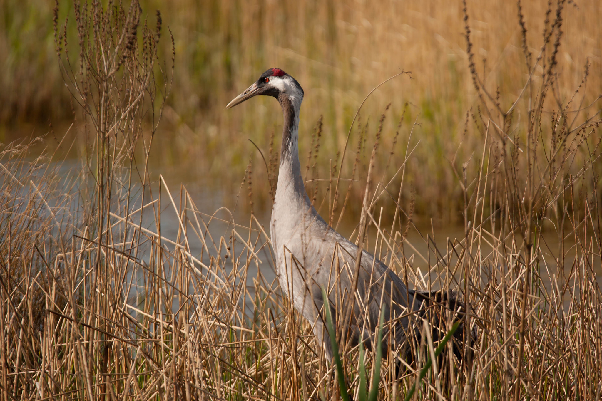 Canon EOS-1D Mark III sample photo. Crane in the reeds photography