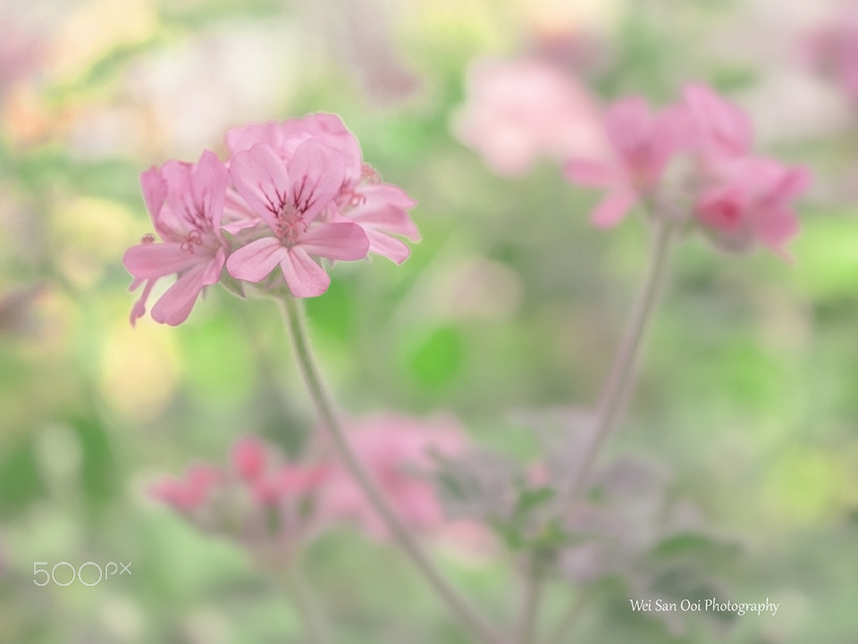 Panasonic Leica DG Macro-Elmarit 45mm F2.8 ASPH OIS sample photo. Cluster of softness photography