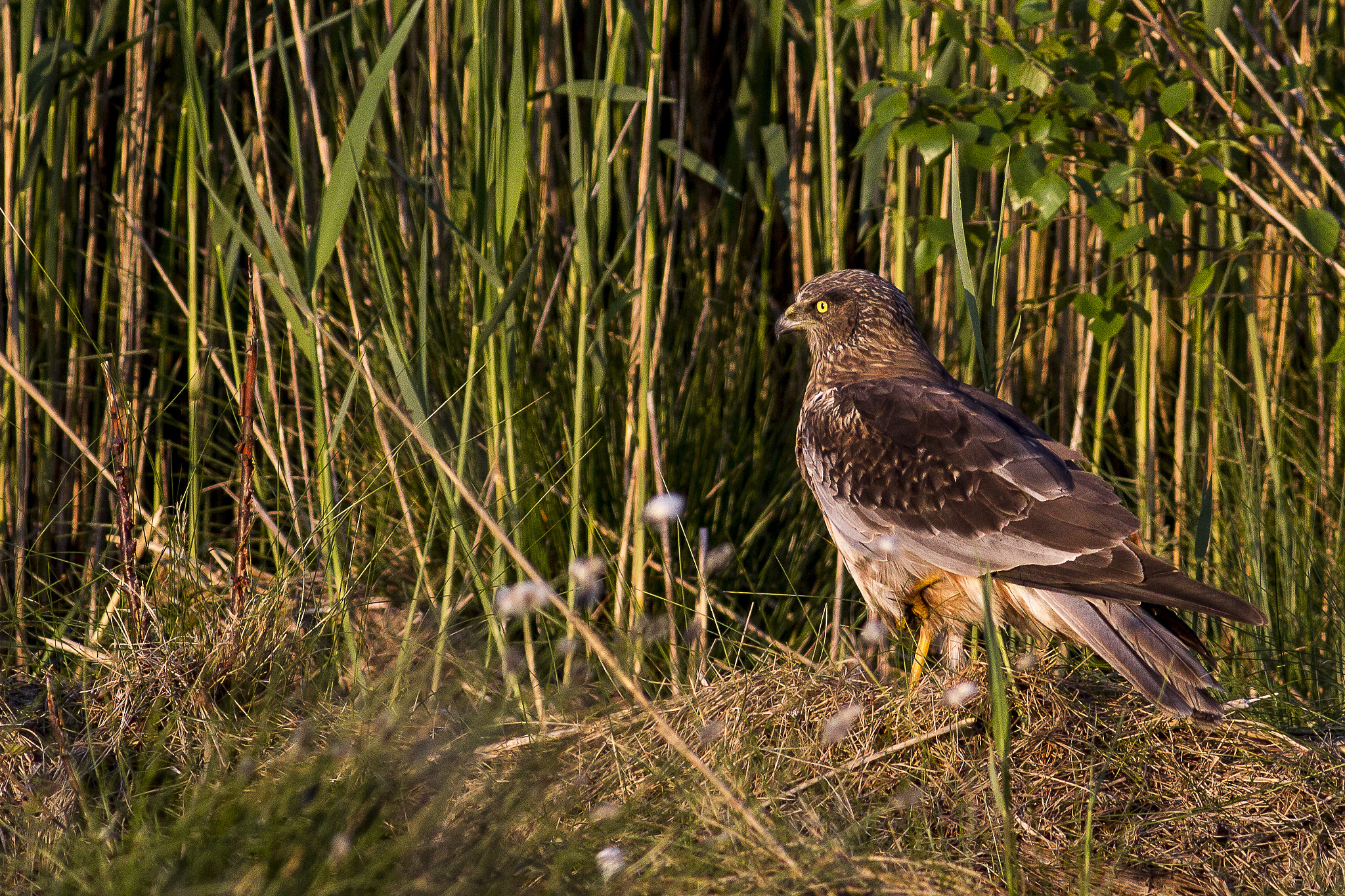 Canon EOS 60D + Canon EF 400mm F5.6L USM sample photo. Marsh harrier (male) photography