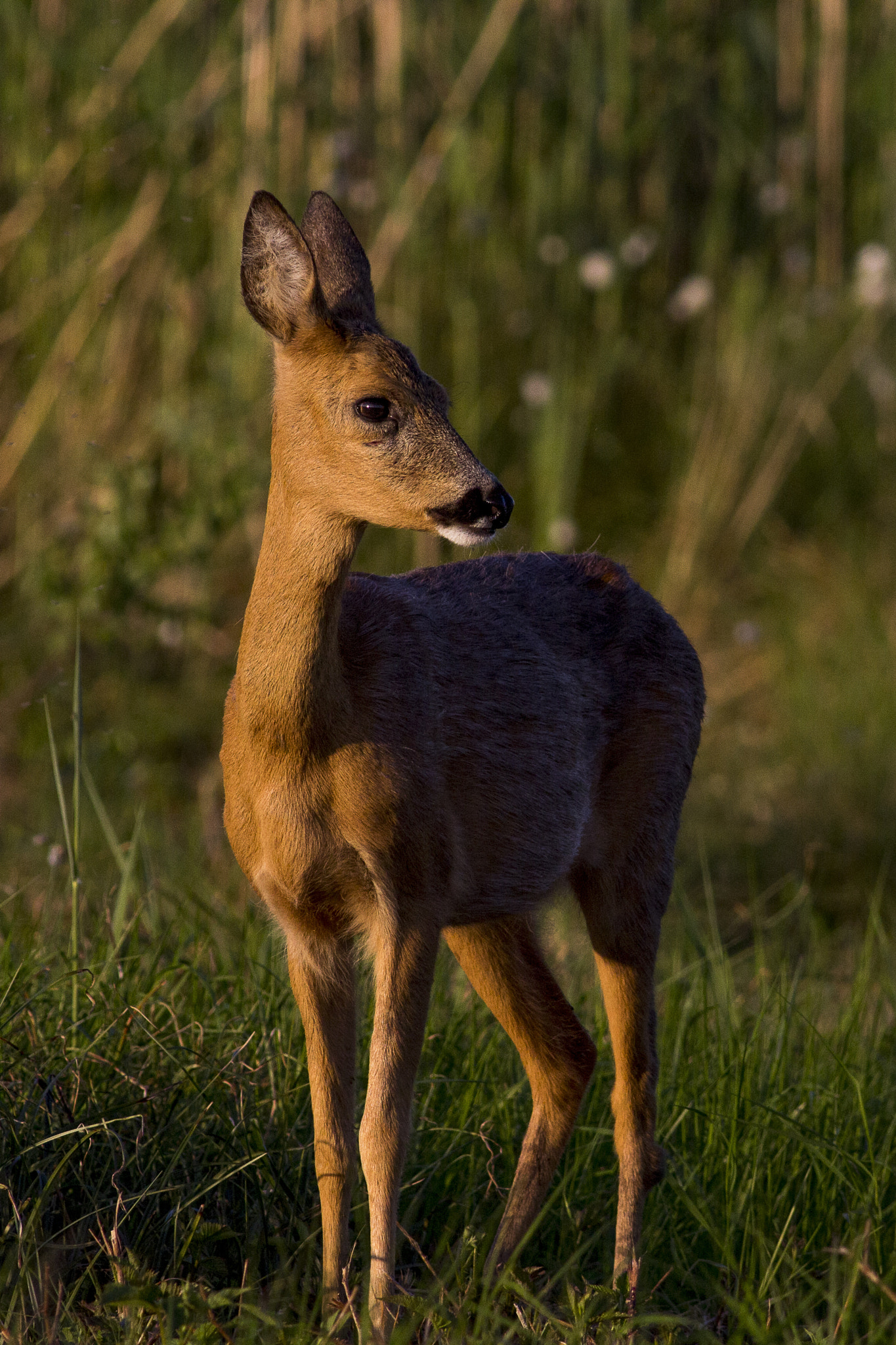 Canon EOS 60D + Canon EF 400mm F5.6L USM sample photo. Roe deer photography