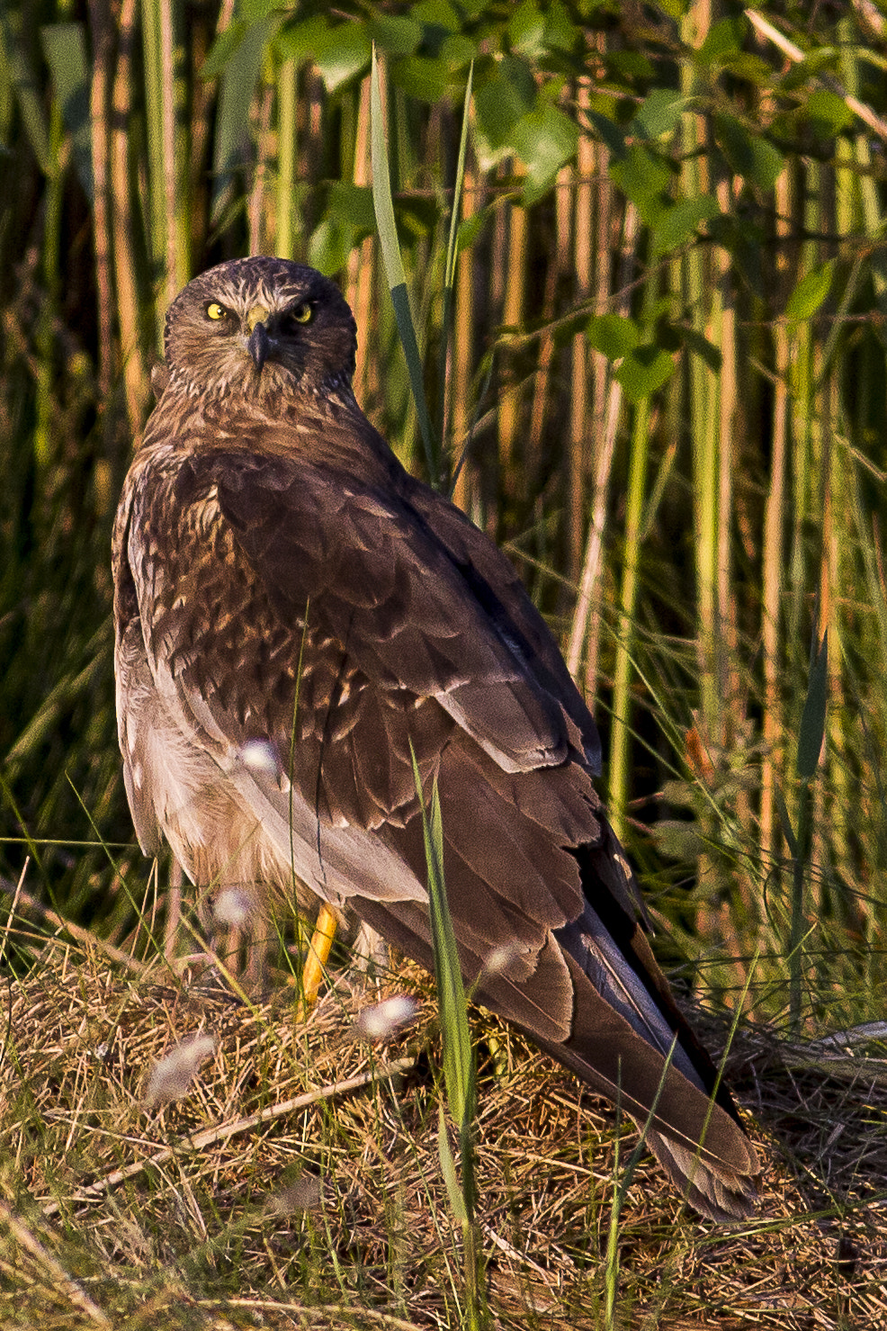 Canon EOS 60D + Canon EF 400mm F5.6L USM sample photo. Marsh harrier (male) photography
