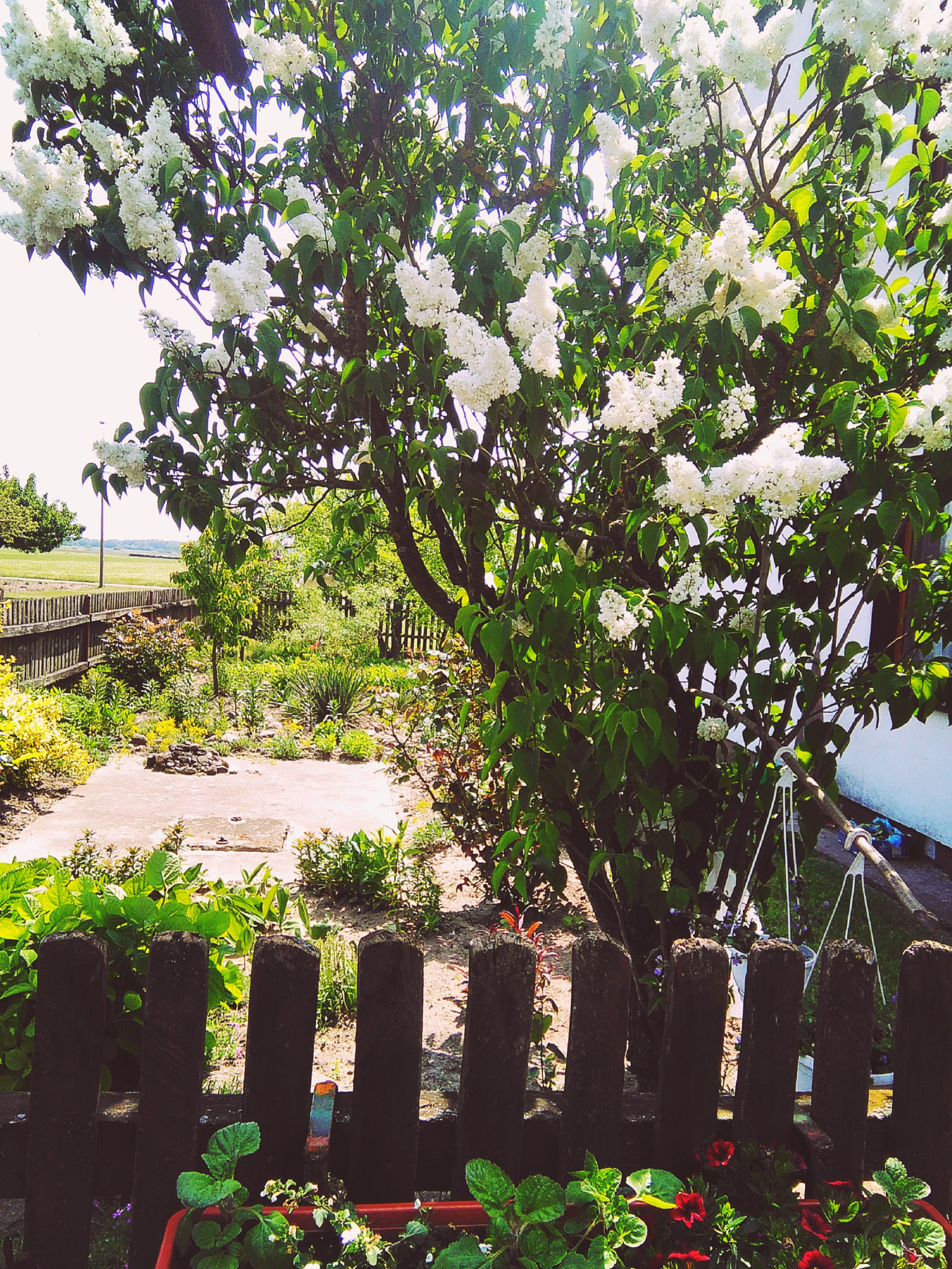 HUAWEI G620S-L01 sample photo. Blooming tree photography