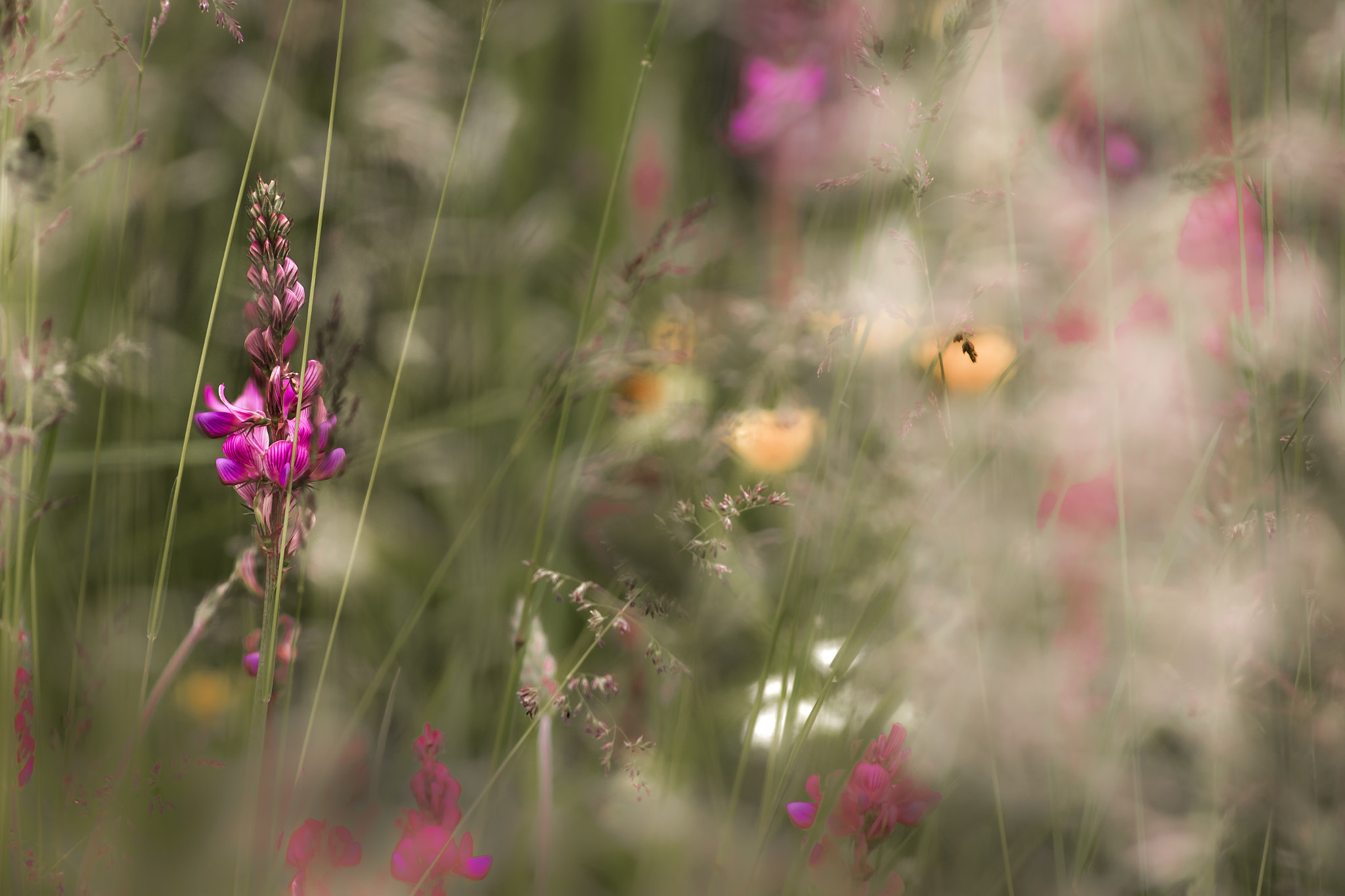 Sigma 70-300mm F4-5.6 APO DG Macro sample photo. Wildflowers photography