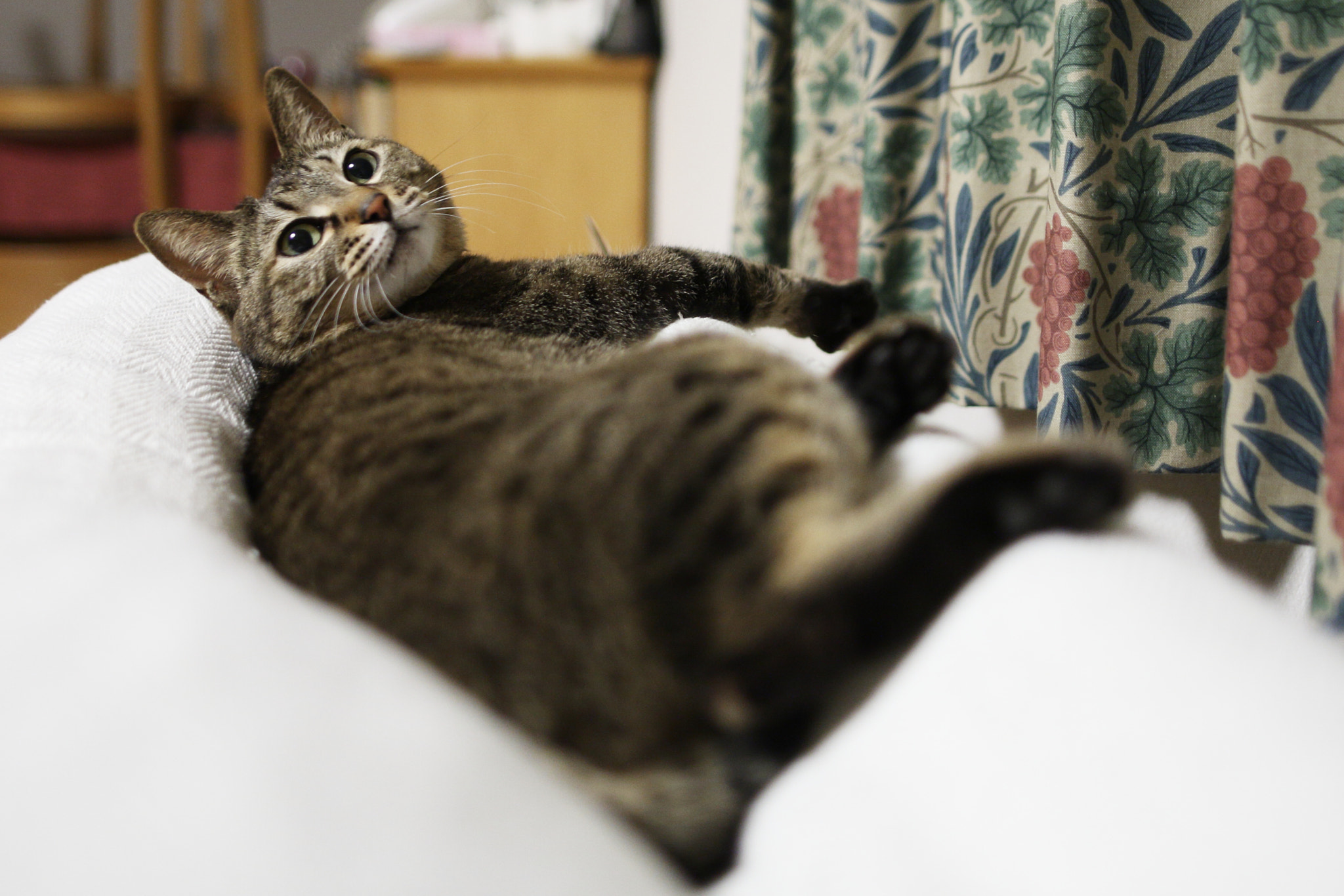 Sigma 28mm f/1.8 DG Macro EX sample photo. Not a yawn photo photography