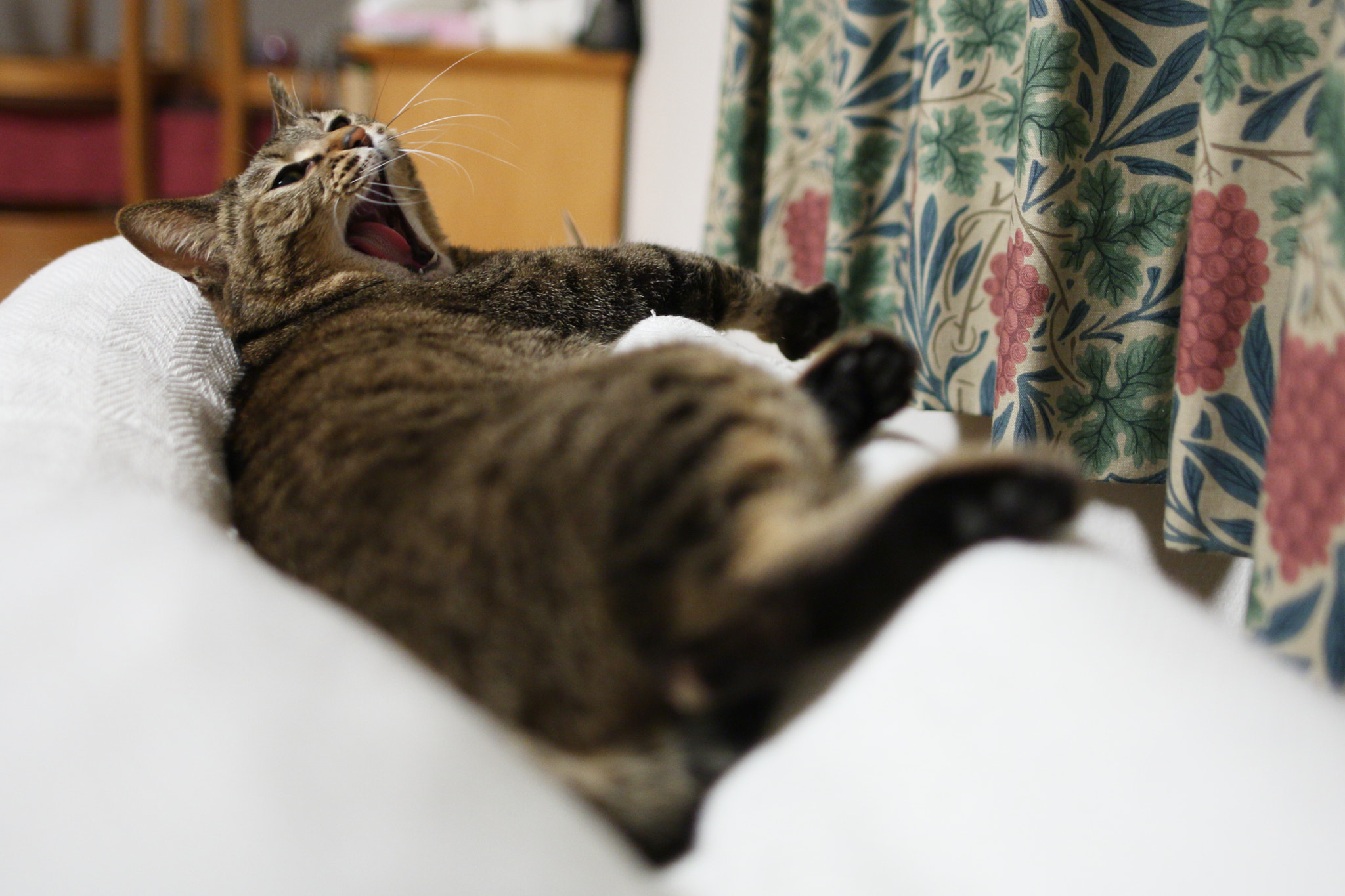 Canon EOS-1D Mark III + Sigma 28mm f/1.8 DG Macro EX sample photo. Large yawn photography