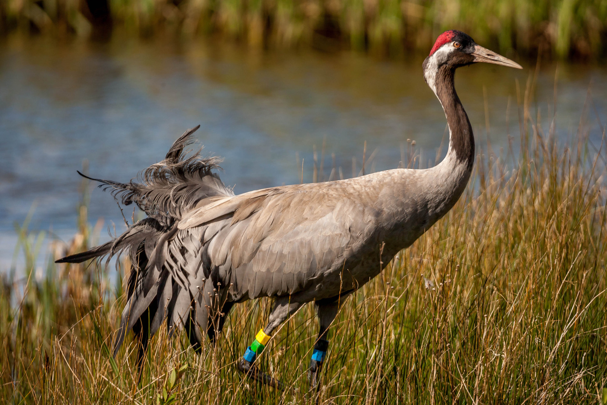 Canon EOS-1D Mark III sample photo. Crane 2 photography