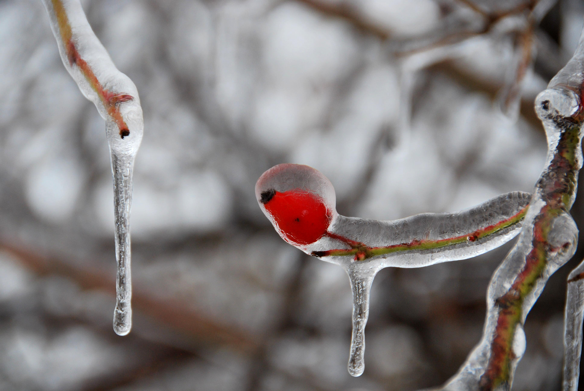 Nikon D60 sample photo. Briar in ice photography
