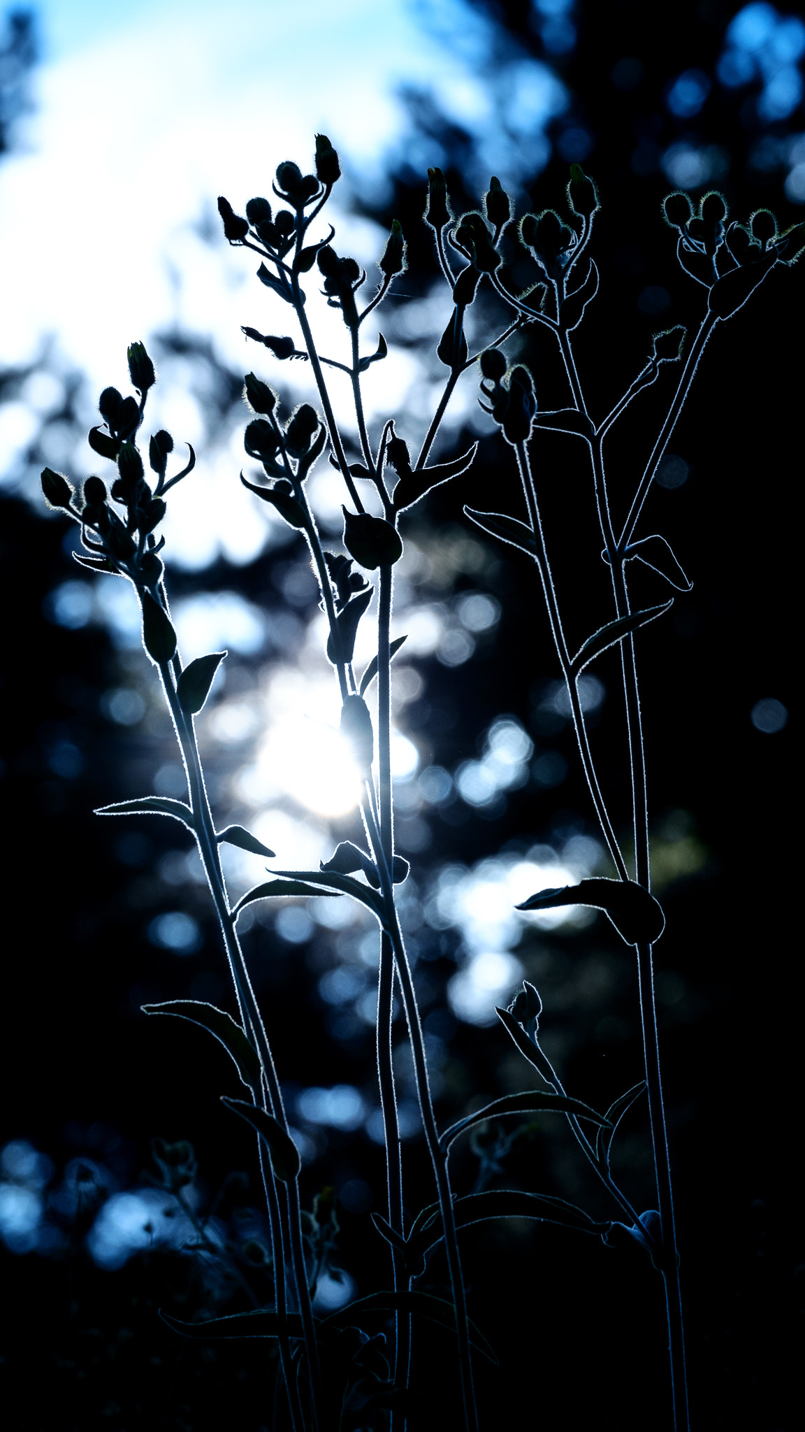 Fujifilm X-E1 + Fujifilm XC 50-230mm F4.5-6.7 OIS sample photo. French sunset photography