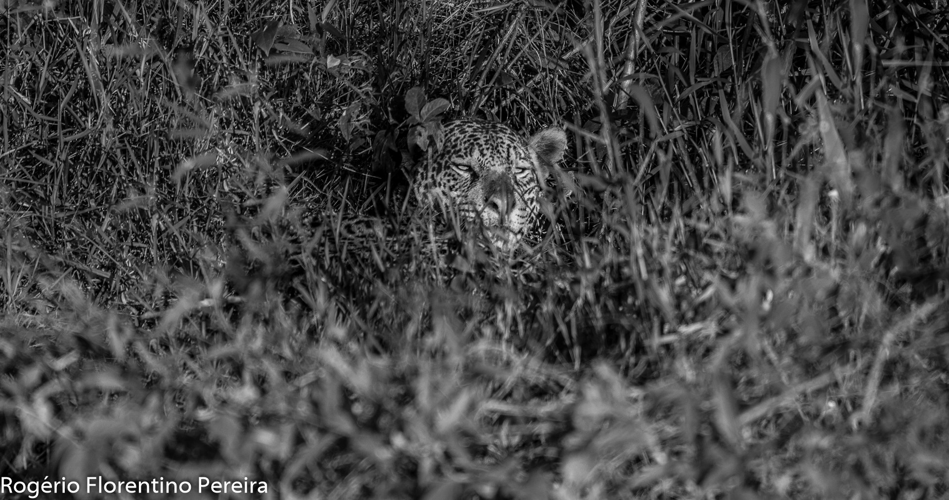 Nikon D4S sample photo. Where is the kitten ? photography