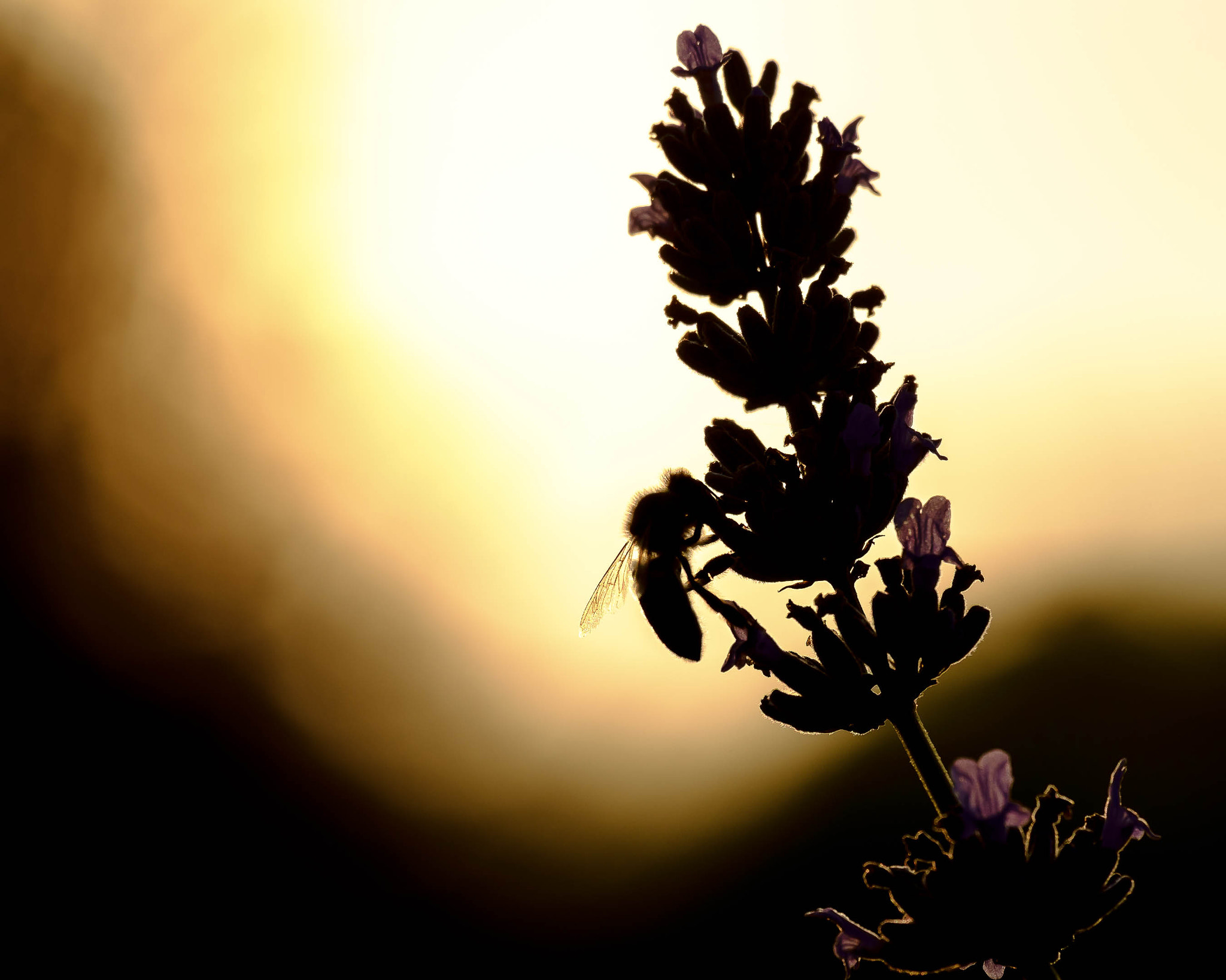 Fujifilm X-E1 + Fujifilm XC 50-230mm F4.5-6.7 OIS sample photo. Busy bee photography