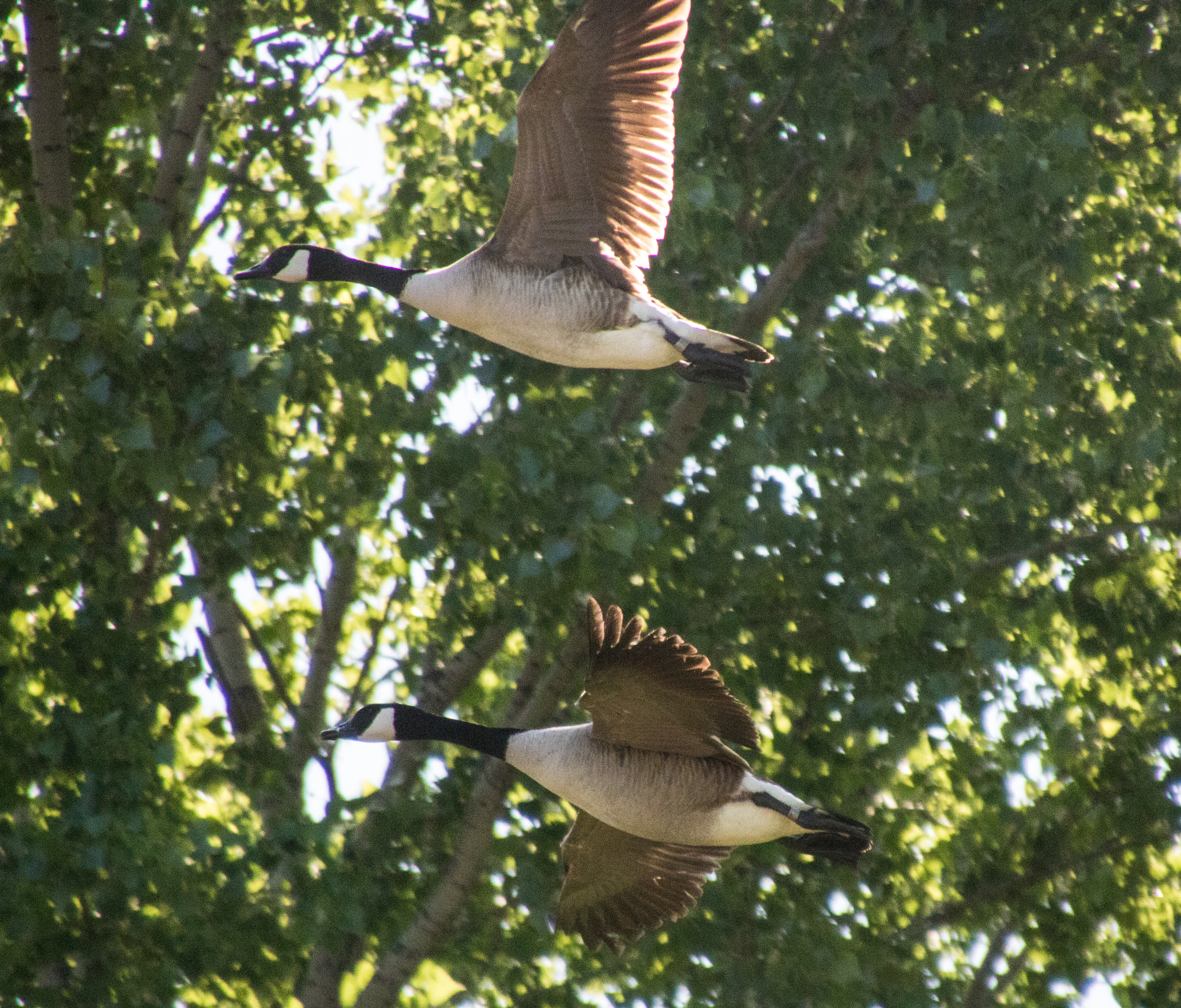 Canon EOS 760D (EOS Rebel T6s / EOS 8000D) sample photo. Canadian geese in flight photography