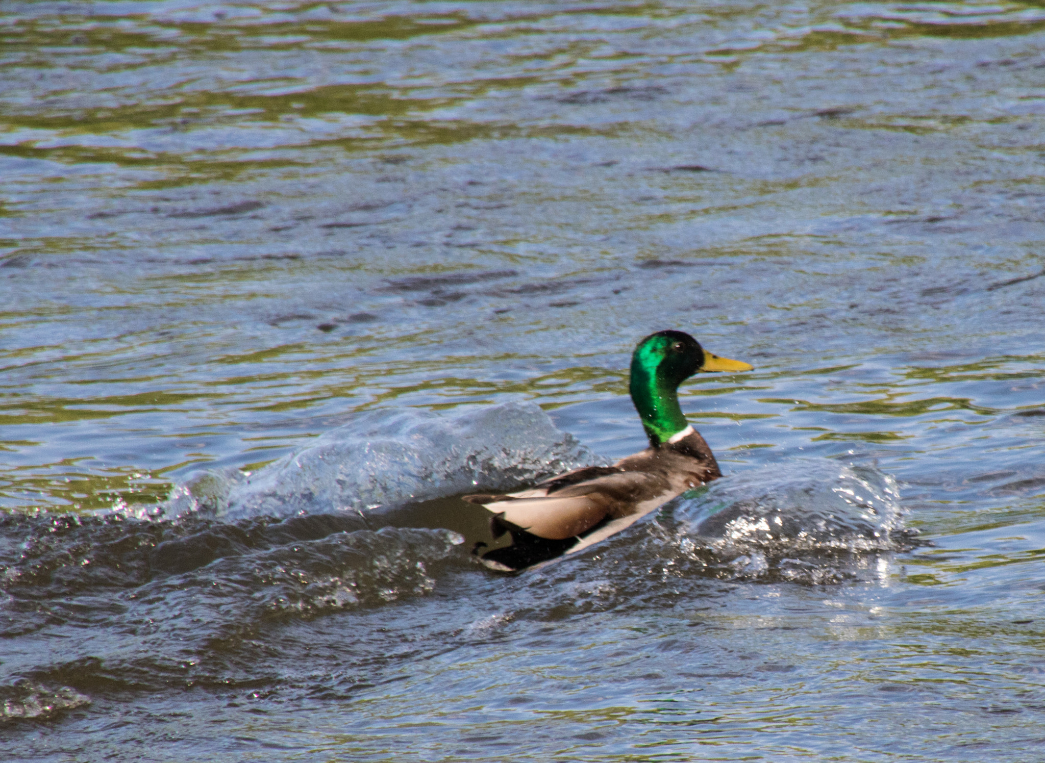 Canon EOS 760D (EOS Rebel T6s / EOS 8000D) sample photo. Mallard landing splash photography