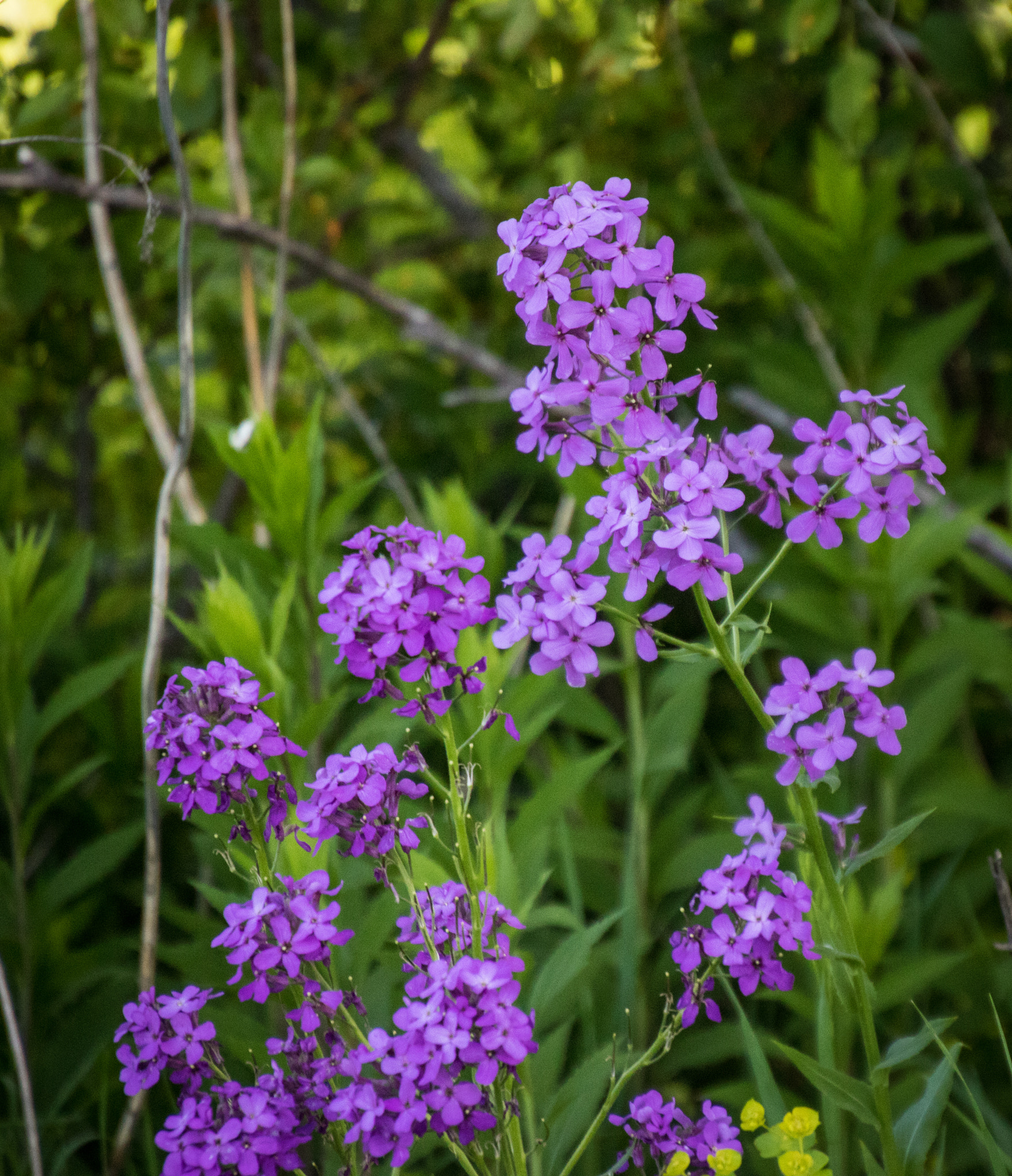 Canon EOS 760D (EOS Rebel T6s / EOS 8000D) sample photo. Purple wild flowers in ditch photography
