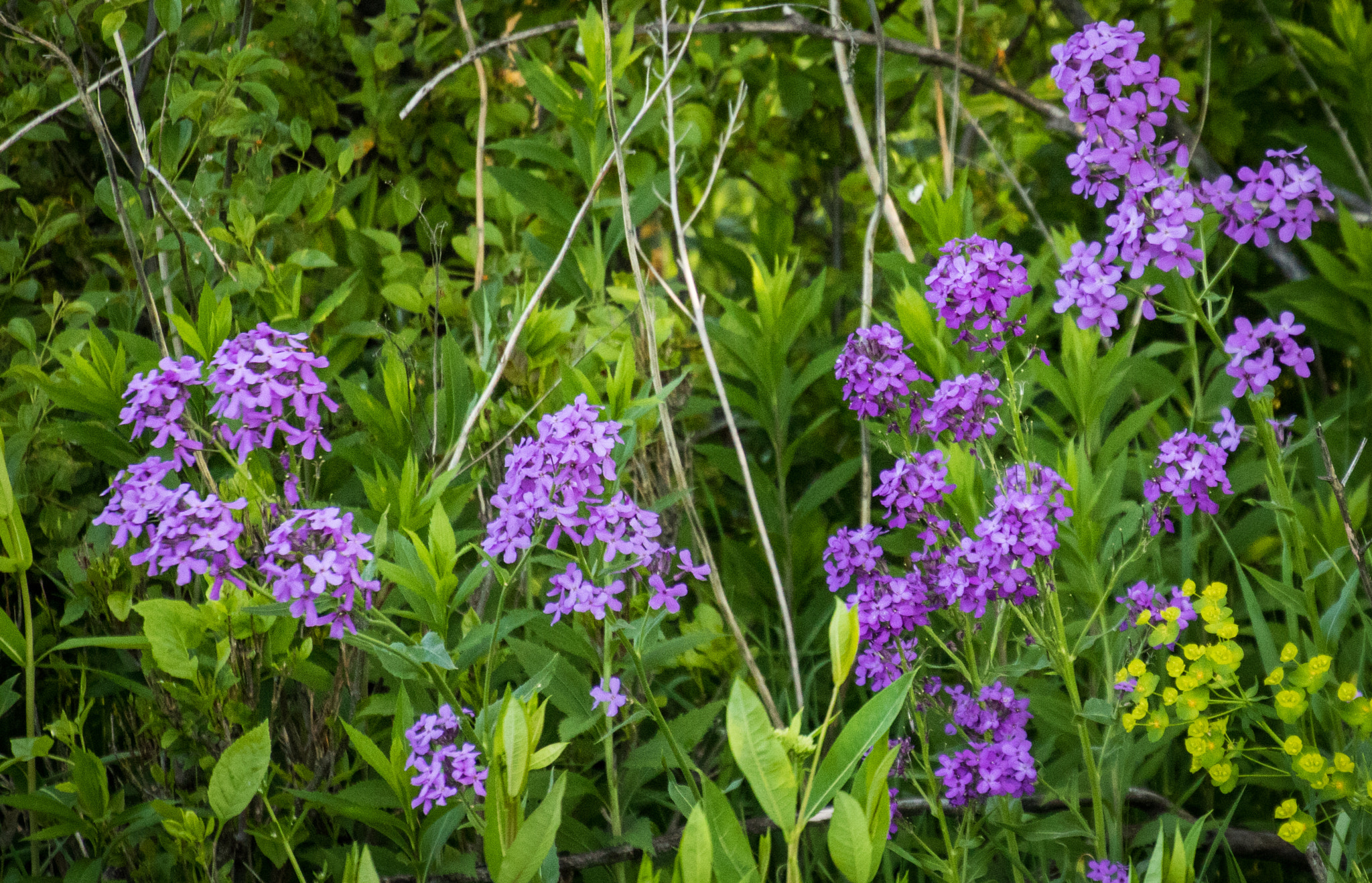 Canon EOS 760D (EOS Rebel T6s / EOS 8000D) sample photo. Wild flowers in ditch photography