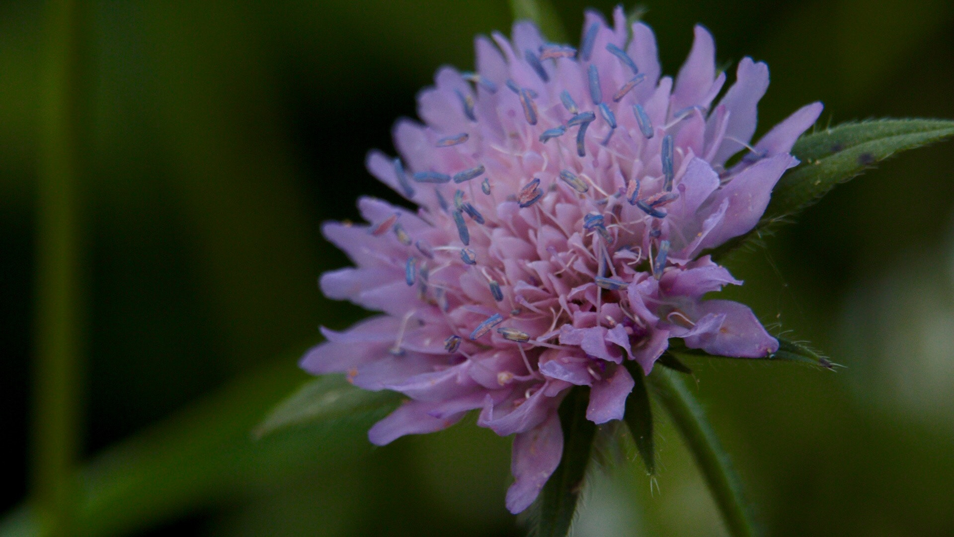 Canon EF 70-300mm F4-5.6 IS USM sample photo. Flower photography