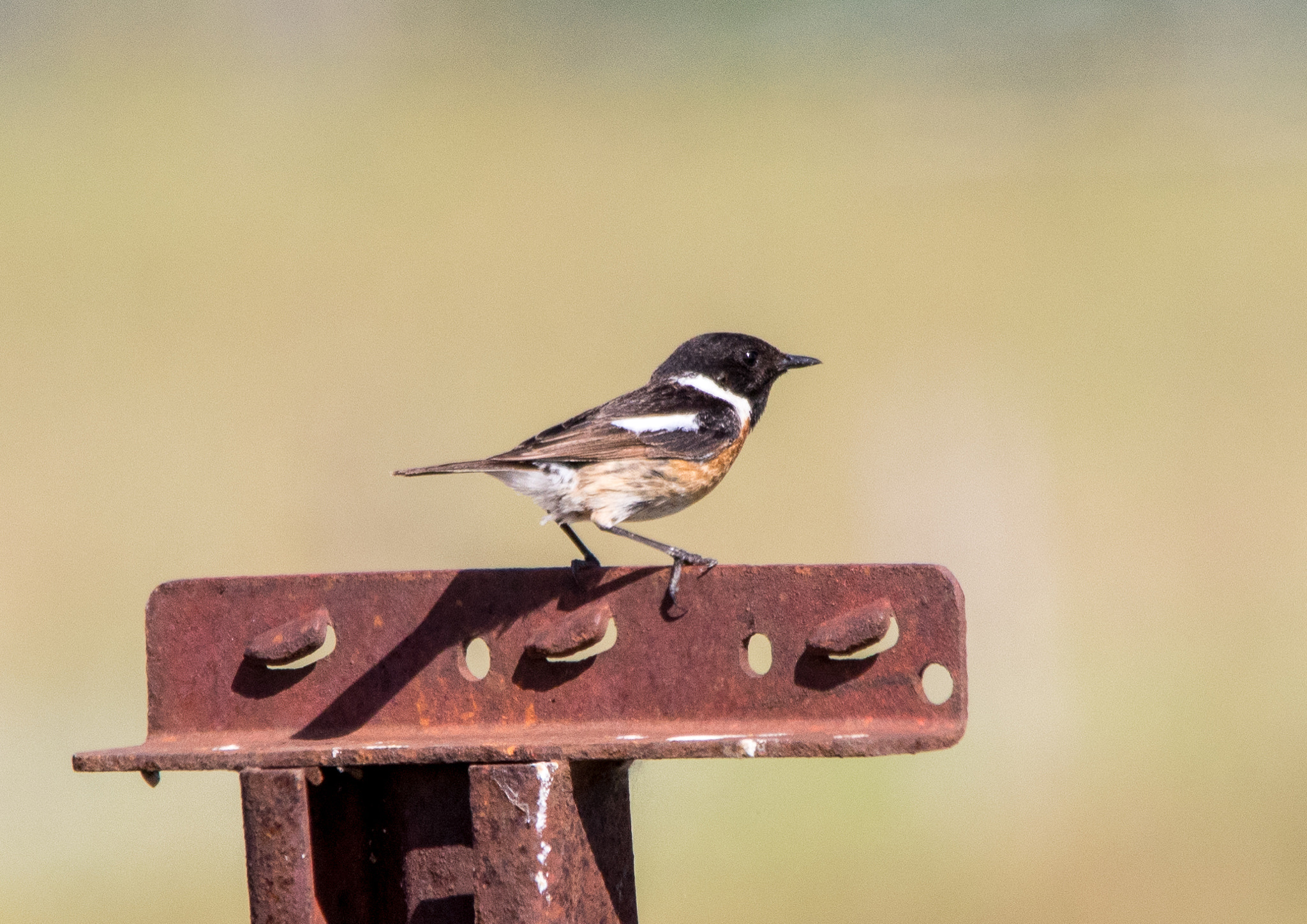 Sigma 150-500mm F5-6.3 DG OS HSM sample photo. 21052016-img_0225.jpg photography