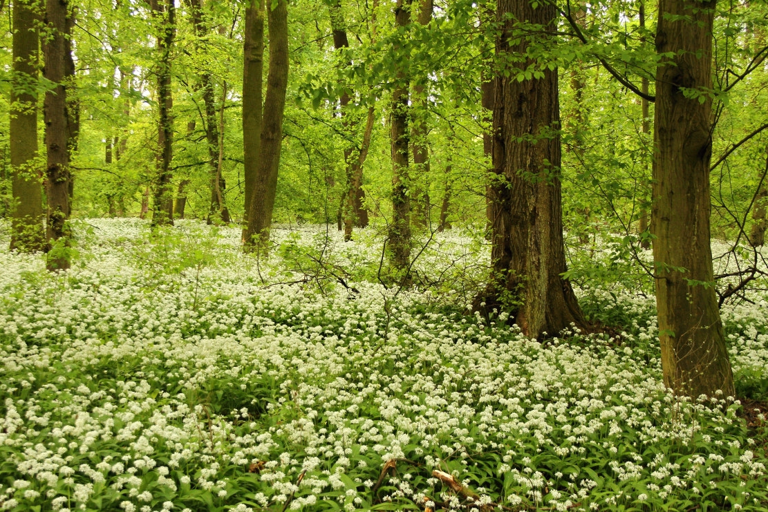 Canon EOS 7D + Canon EF-S 18-55mm F3.5-5.6 sample photo. Ramsons carpet in forest photography