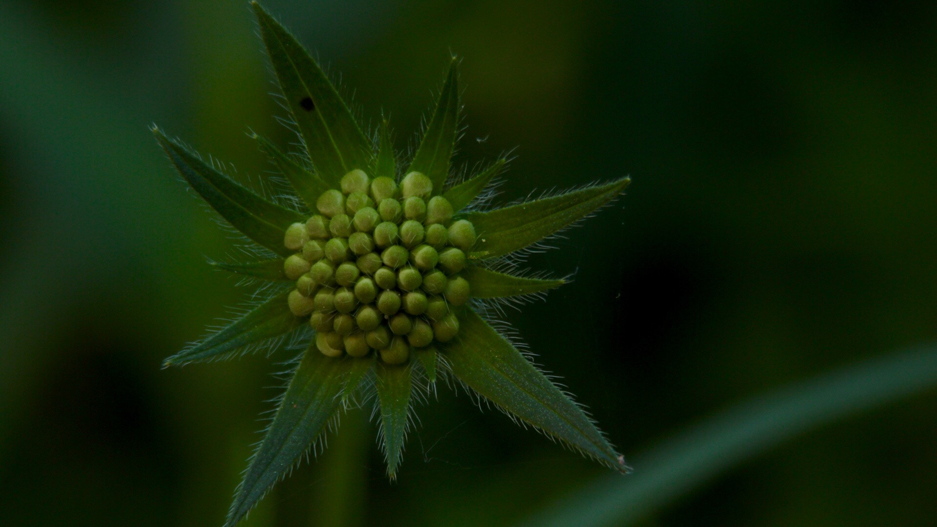 Canon EF 70-300mm F4-5.6 IS USM sample photo. Bud photography