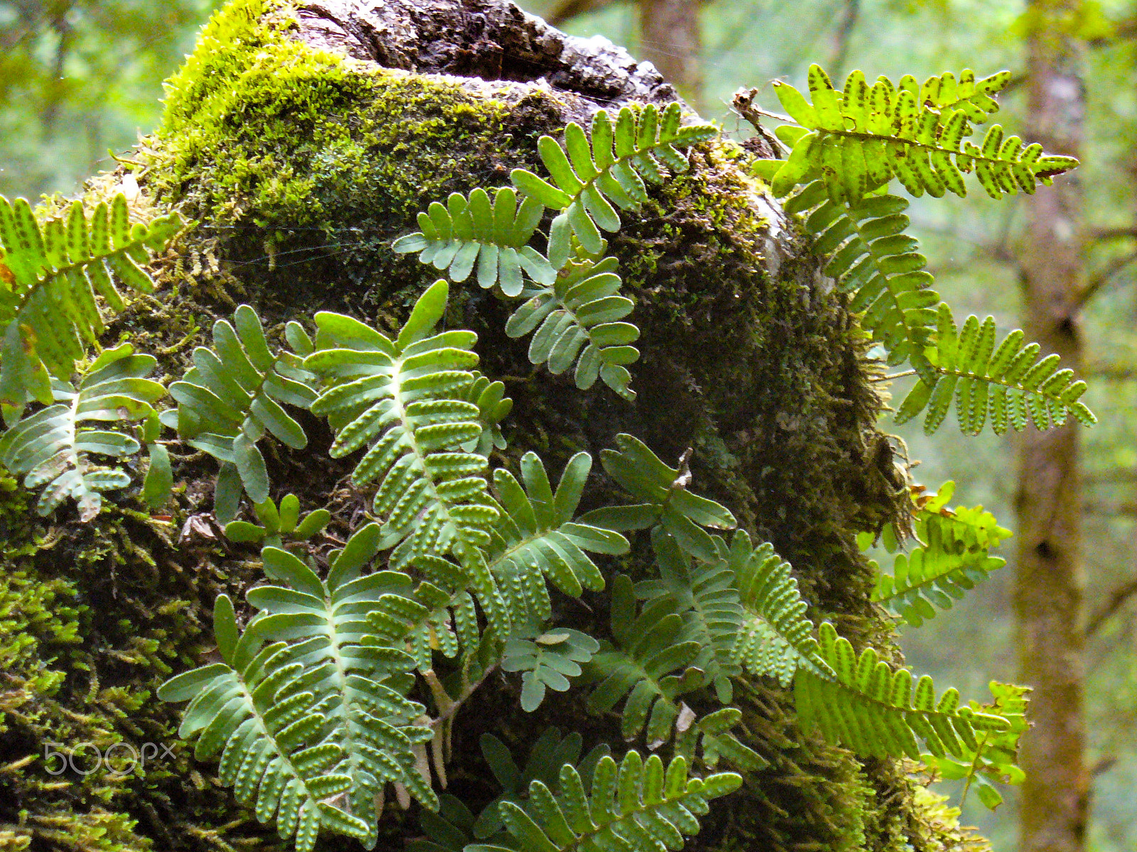 Panasonic DMC-LZ3 sample photo. Moss and ferns photography