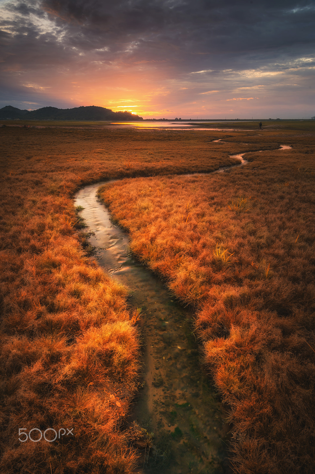 Nikon Df sample photo. Orange grassland photography
