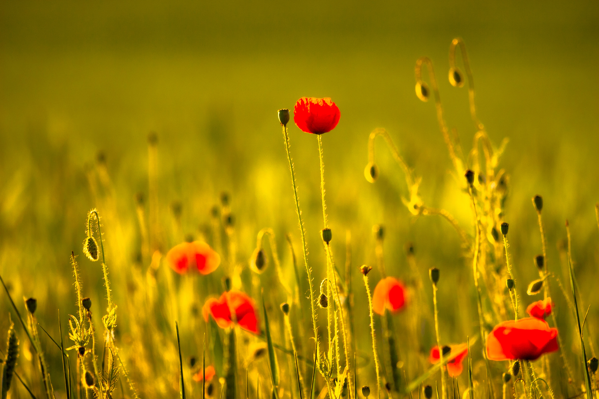 Canon EOS 30D + Canon EF 70-300mm F4-5.6 IS USM sample photo. Poppy field photography