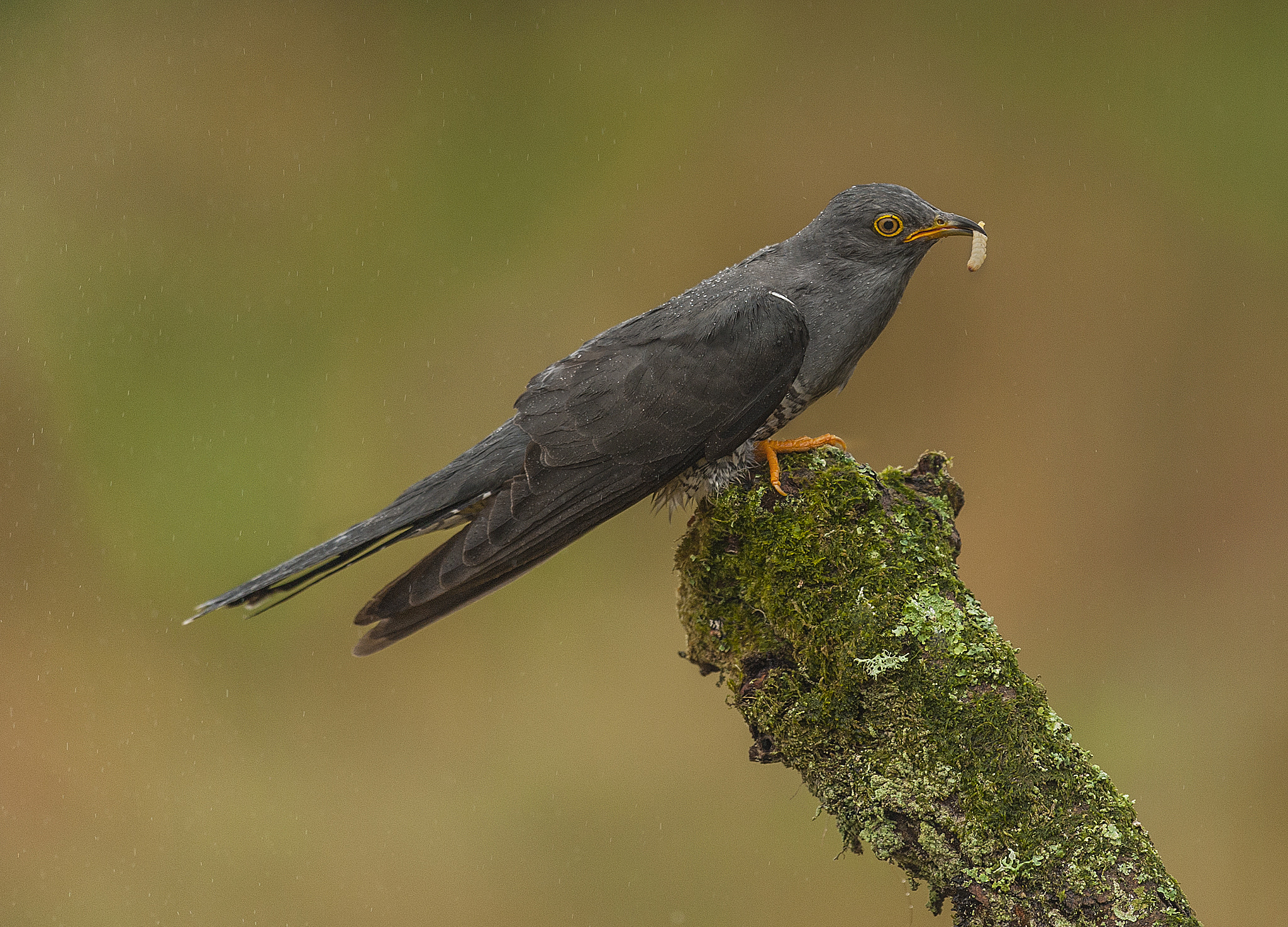 Nikon D700 + Nikon AF-S Nikkor 500mm F4G ED VR sample photo. Feeding time photography
