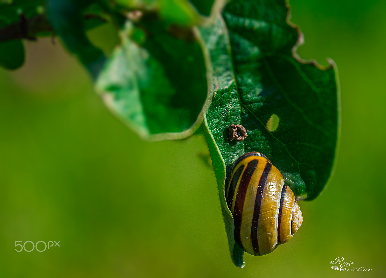 Sigma 28-300mm F3.5-6.3 DG Macro sample photo. Snail shell photography