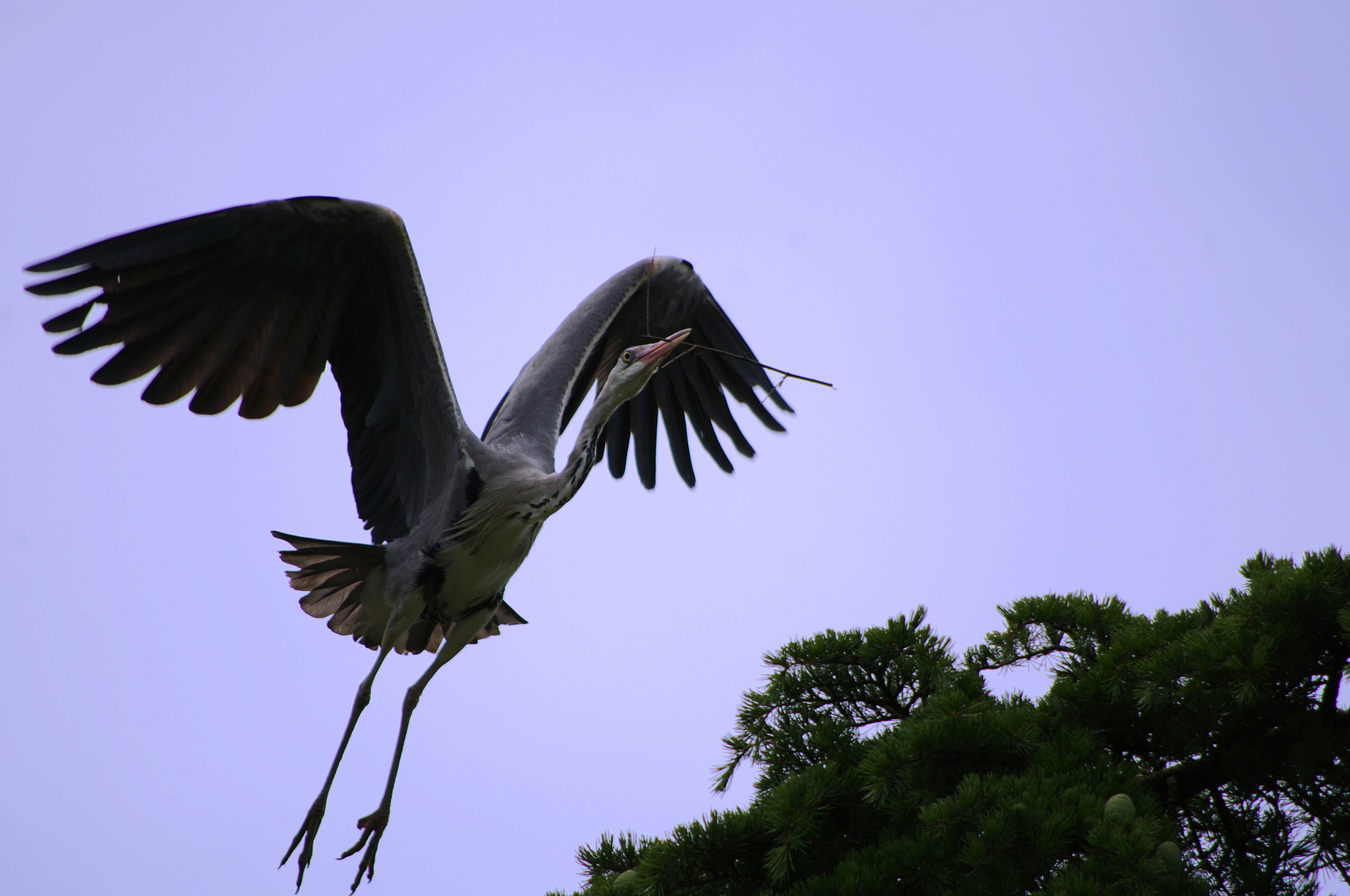 smc PENTAX-DA L 55-300mm F4-5.8 ED sample photo