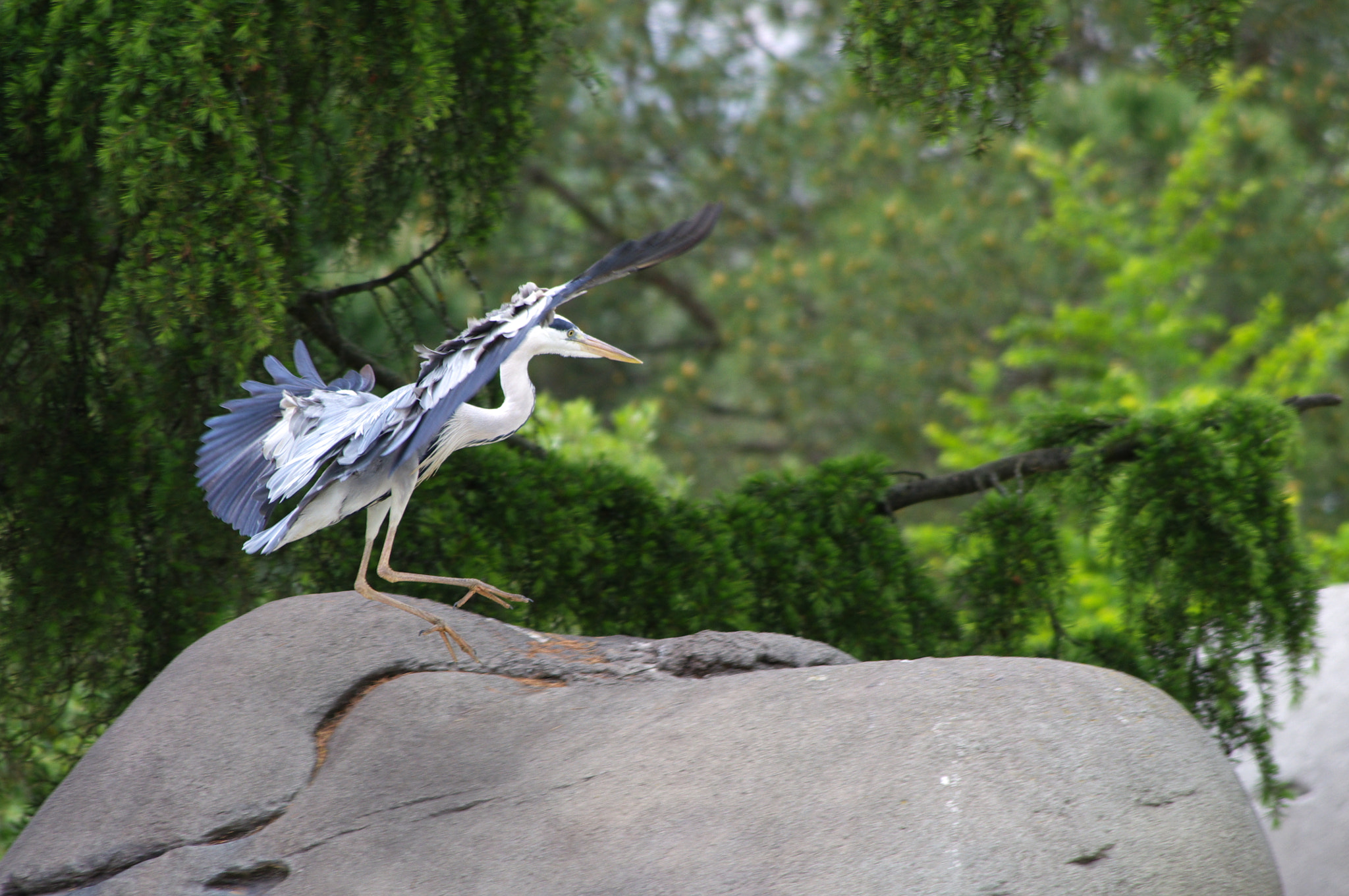 smc PENTAX-DA L 55-300mm F4-5.8 ED sample photo. Touch down photography