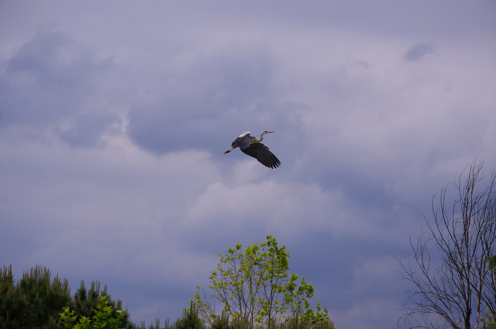 smc PENTAX-DA L 55-300mm F4-5.8 ED sample photo. Battito d' ali photography