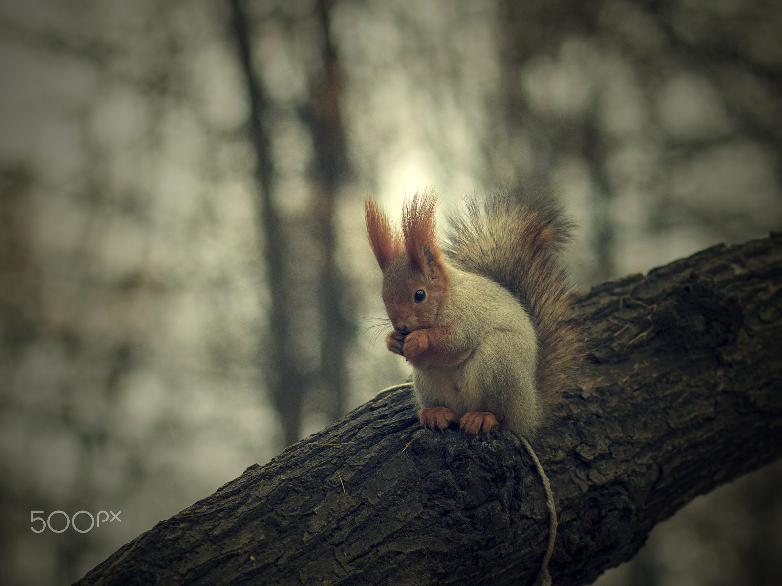 Canon EOS 600D (Rebel EOS T3i / EOS Kiss X5) + Canon EF 100mm F2.0 USM sample photo. Squirrel photography