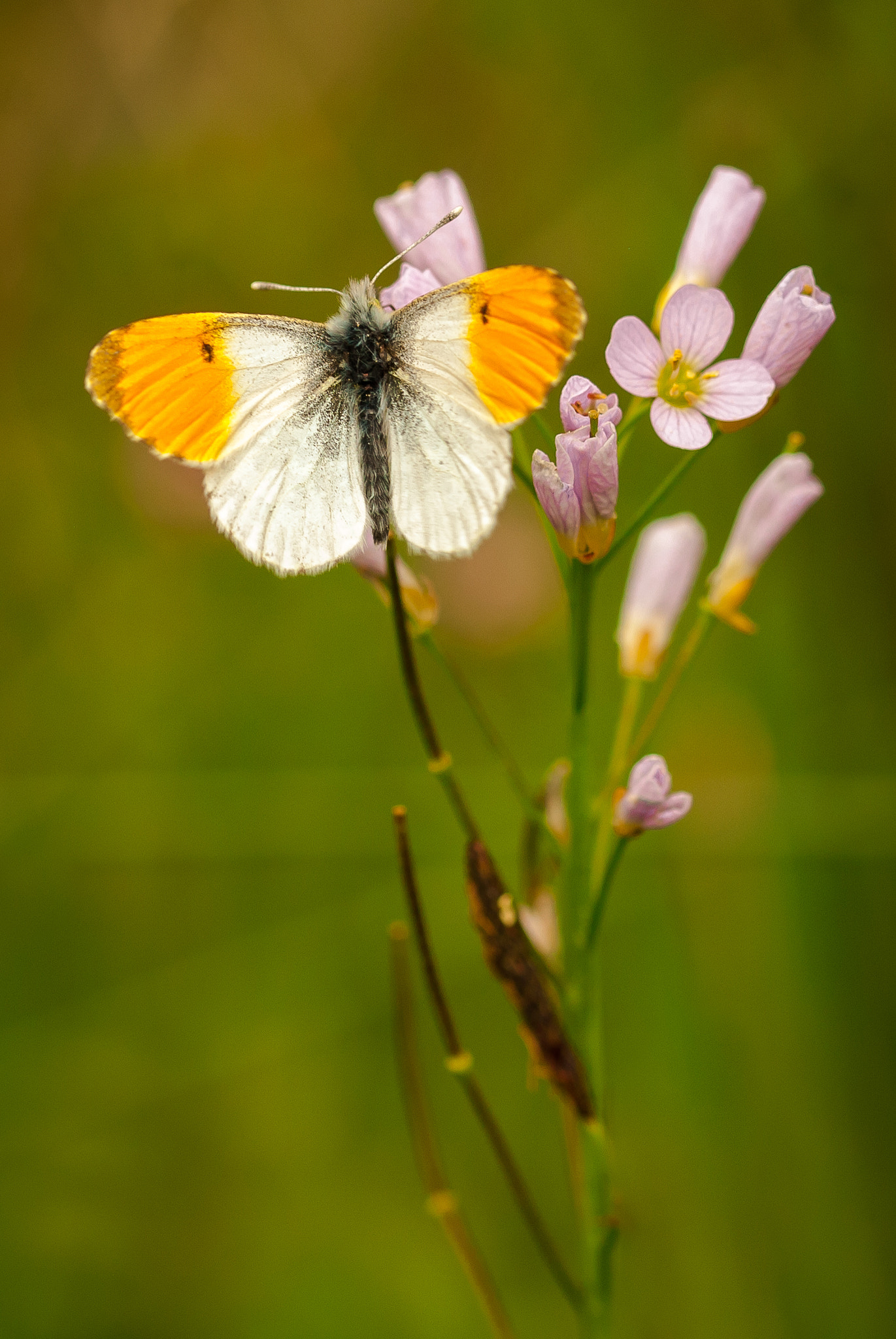 Sigma 105mm F2.8 EX DG OS HSM sample photo. Aurore photography