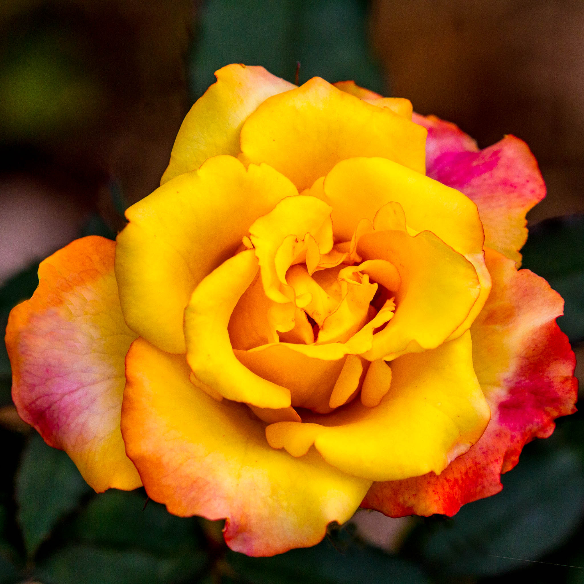 Canon EF 100-400mm F4.5-5.6L IS II USM sample photo. Rose photography