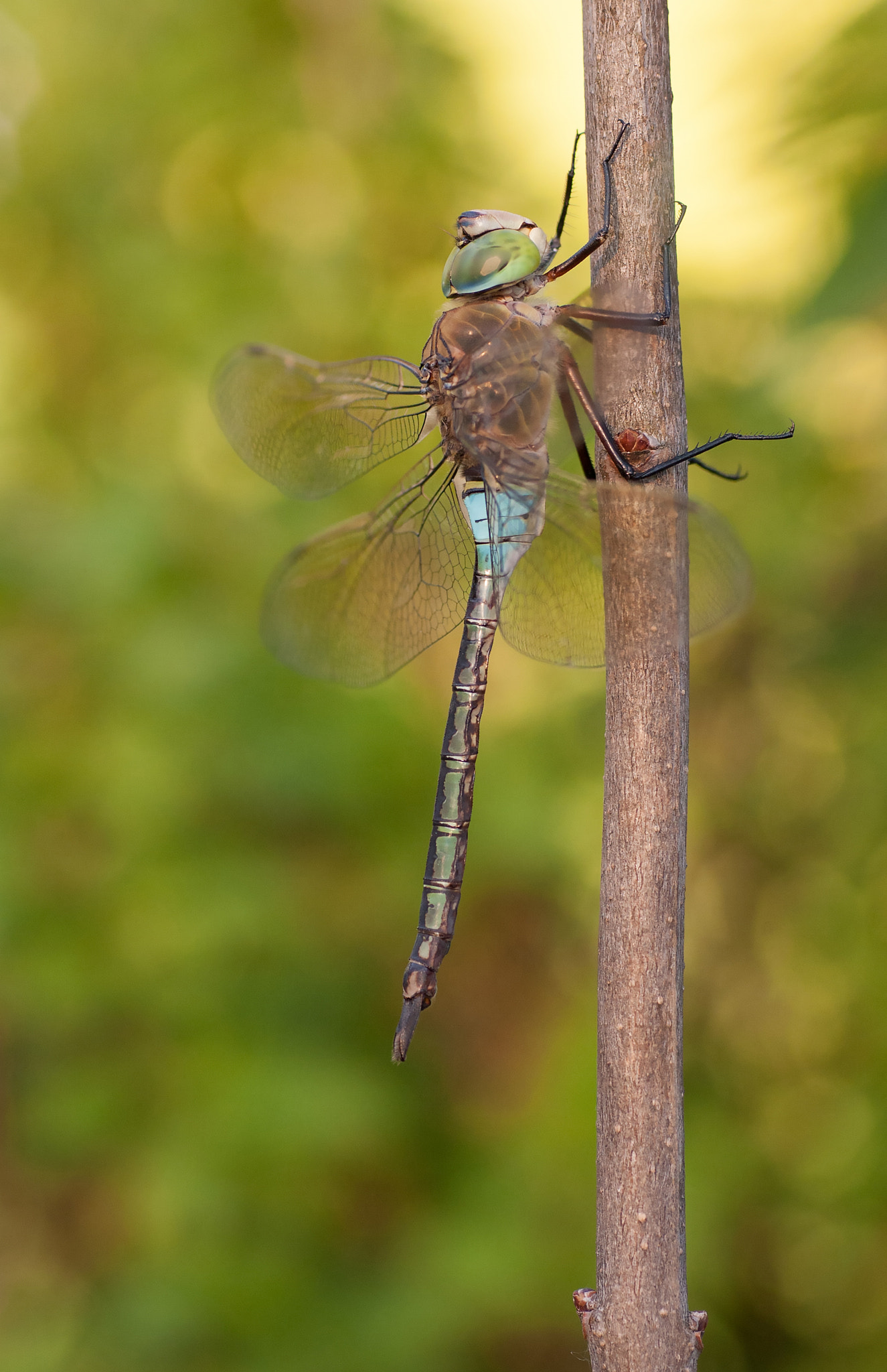 Sigma 70mm F2.8 EX DG Macro sample photo. Last sunbeams photography