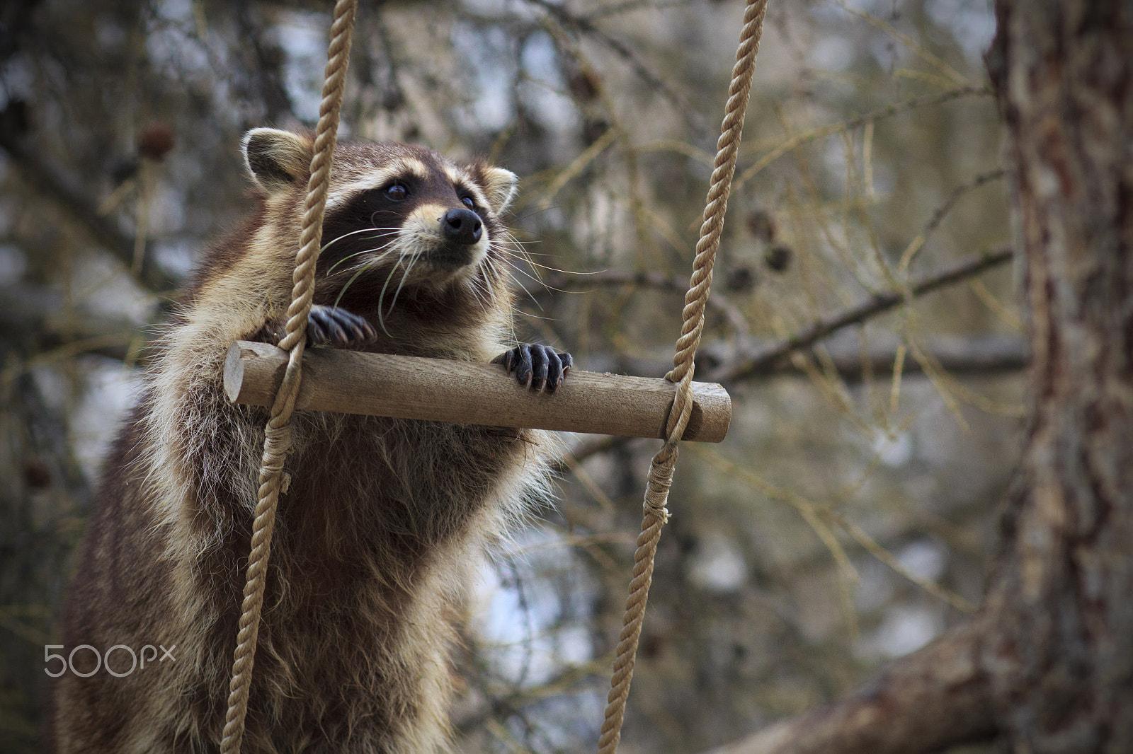 Canon EOS 600D (Rebel EOS T3i / EOS Kiss X5) + Canon EF 100mm F2.0 USM sample photo. Raccoon photography
