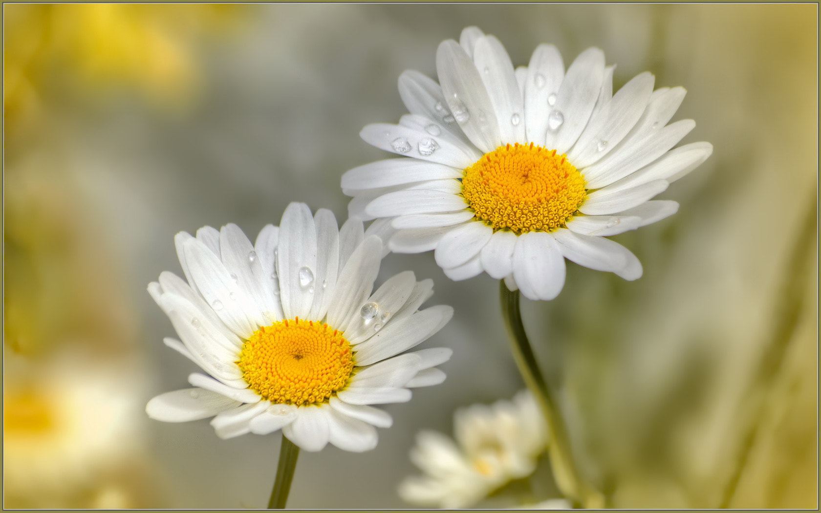 Sigma 70-300mm F4-5.6 APO Macro Super II sample photo. Side by side photography