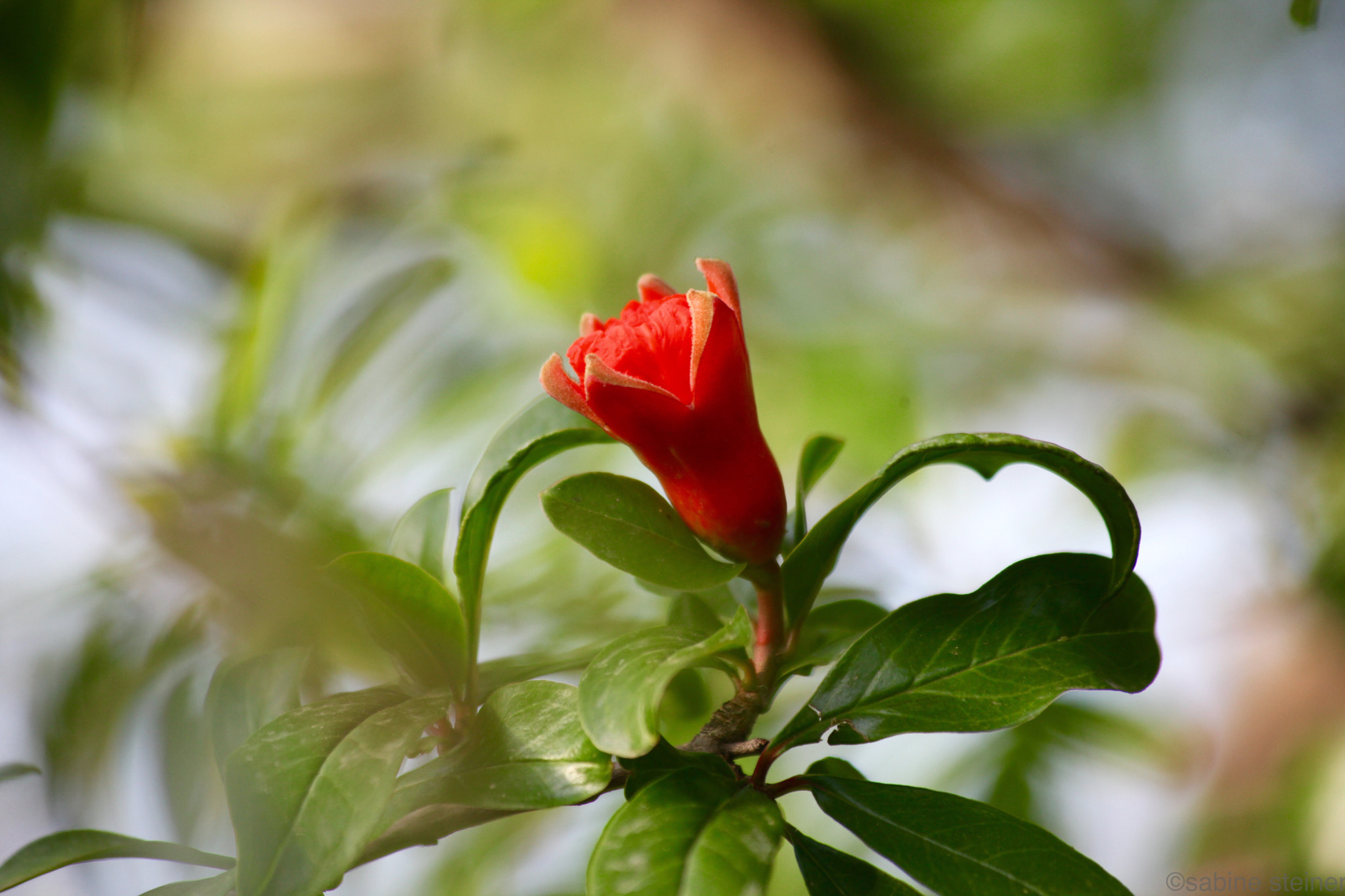 Canon EF 70-300mm F4-5.6 IS USM sample photo. Pomegranate blossom photography