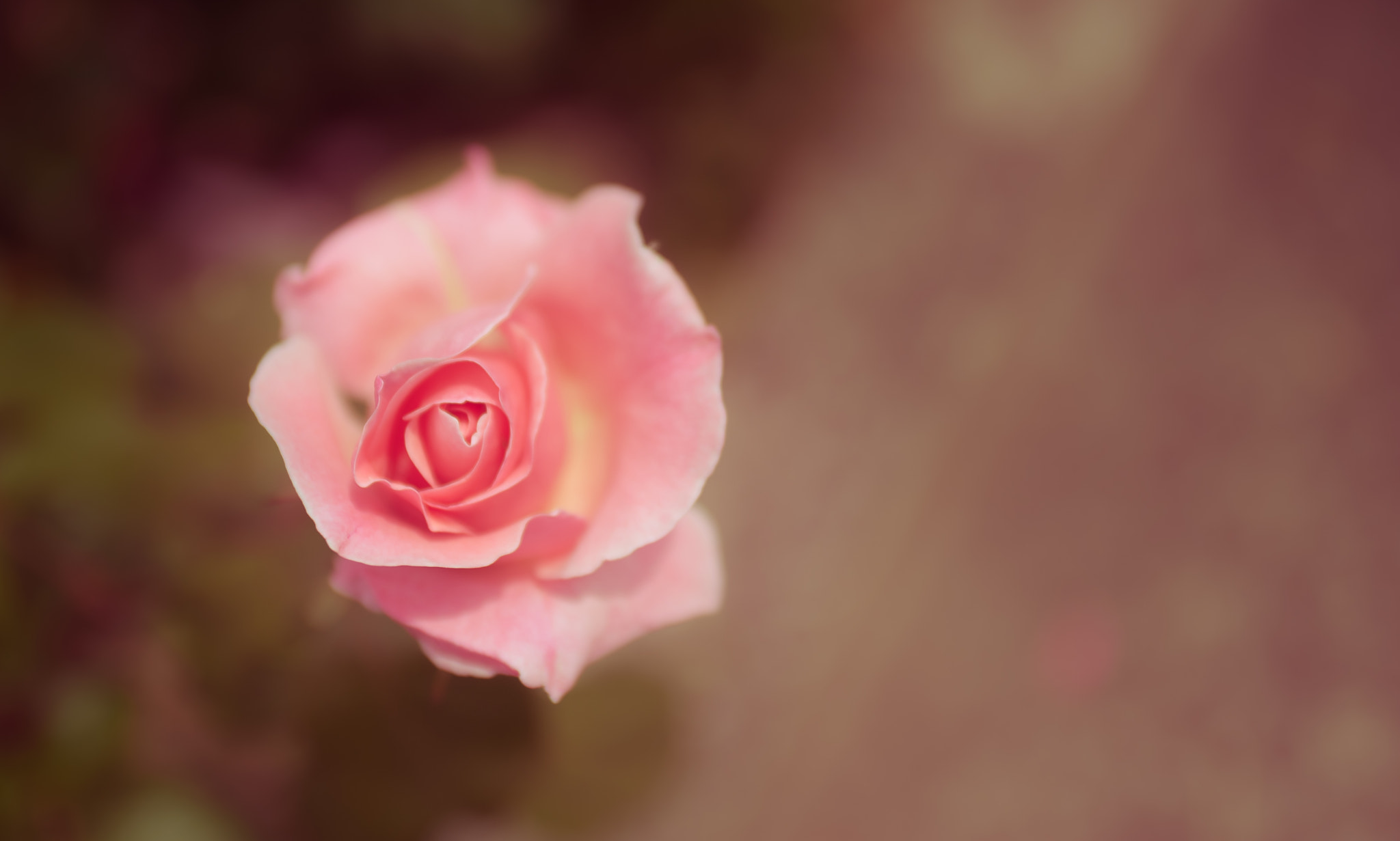 Nikon D700 + AF Zoom-Nikkor 35-70mm f/2.8 sample photo. Dreamy rose... photography