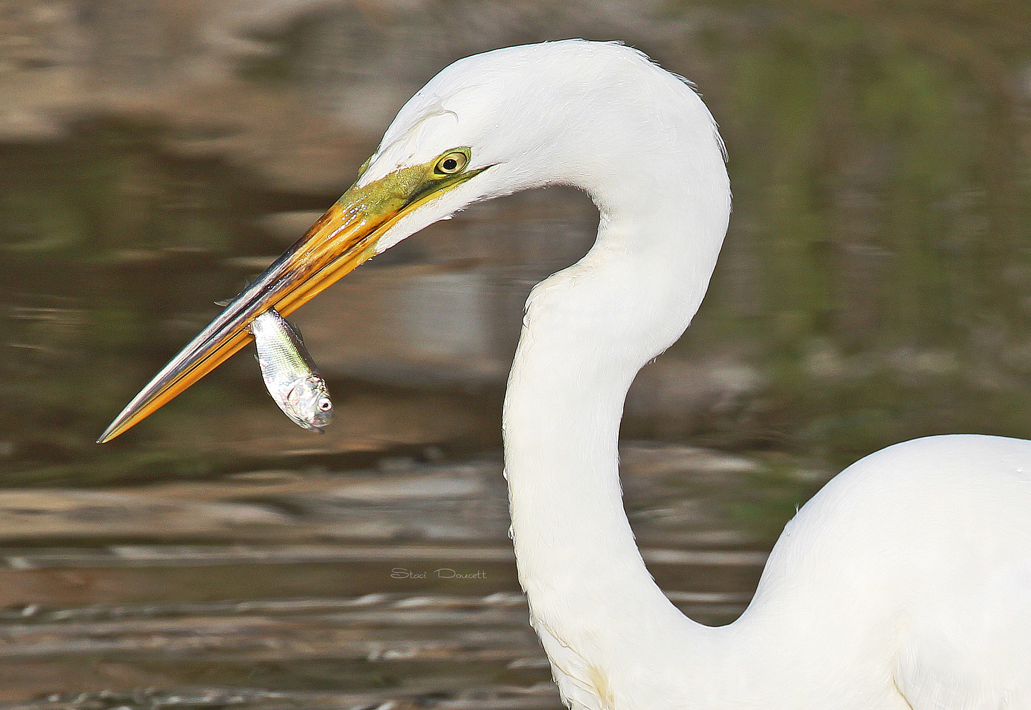 Canon EOS 700D (EOS Rebel T5i / EOS Kiss X7i) + Canon EF 70-300mm F4-5.6L IS USM sample photo. Great egret fishing photography