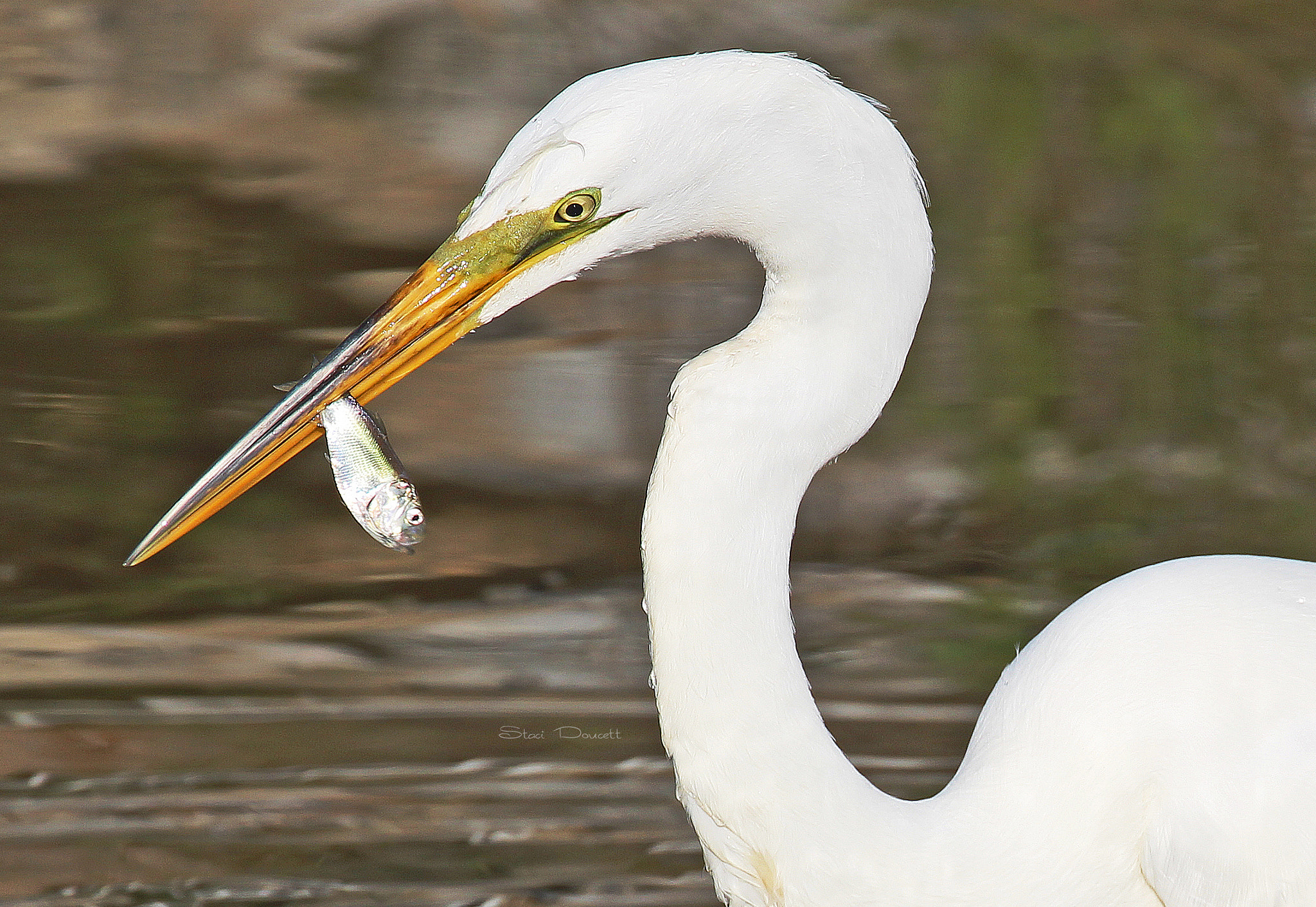 Canon EF 70-300mm F4-5.6L IS USM sample photo. Great egret fishing photography