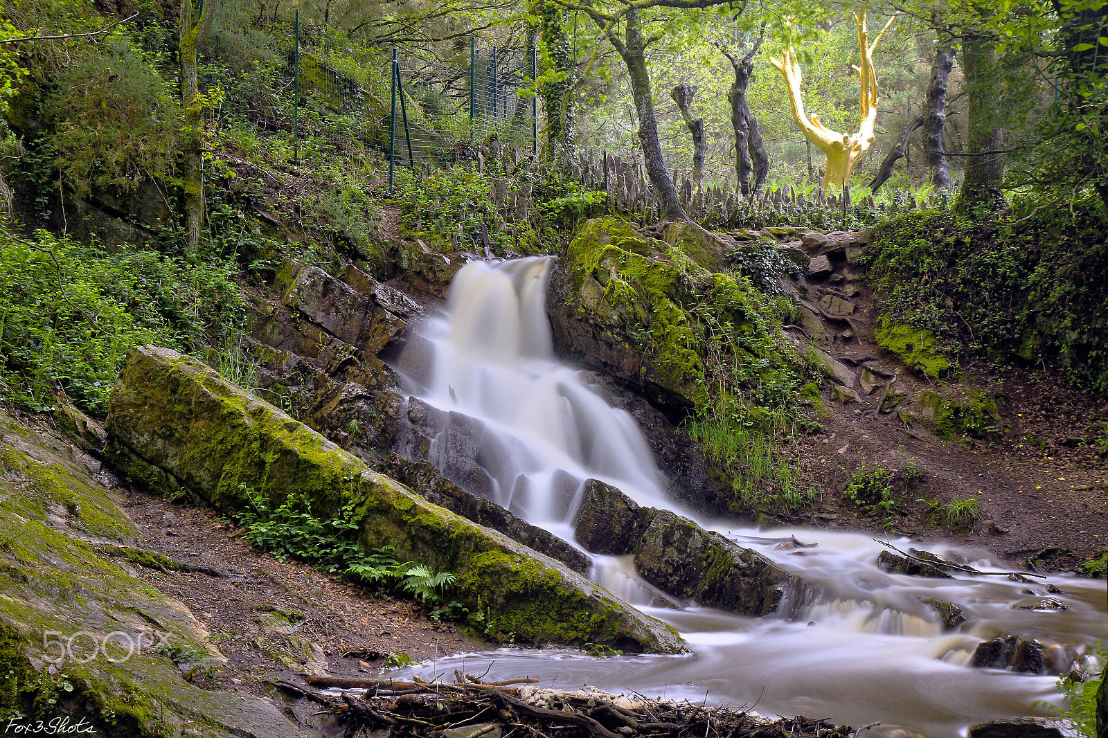 Canon EF-S 17-55mm F2.8 IS USM sample photo. Brocéliande forest - golden tree photography