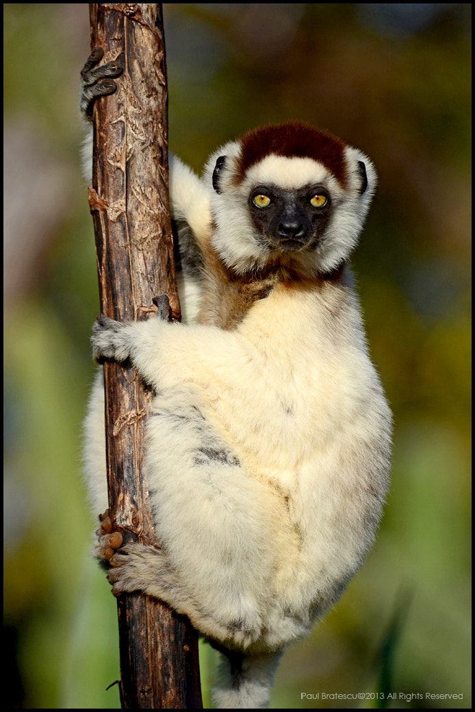 Nikon AF-S Nikkor 200-400mm F4G ED-IF VR sample photo. Verreaux's sifaka (propithecus verreauxi) photography